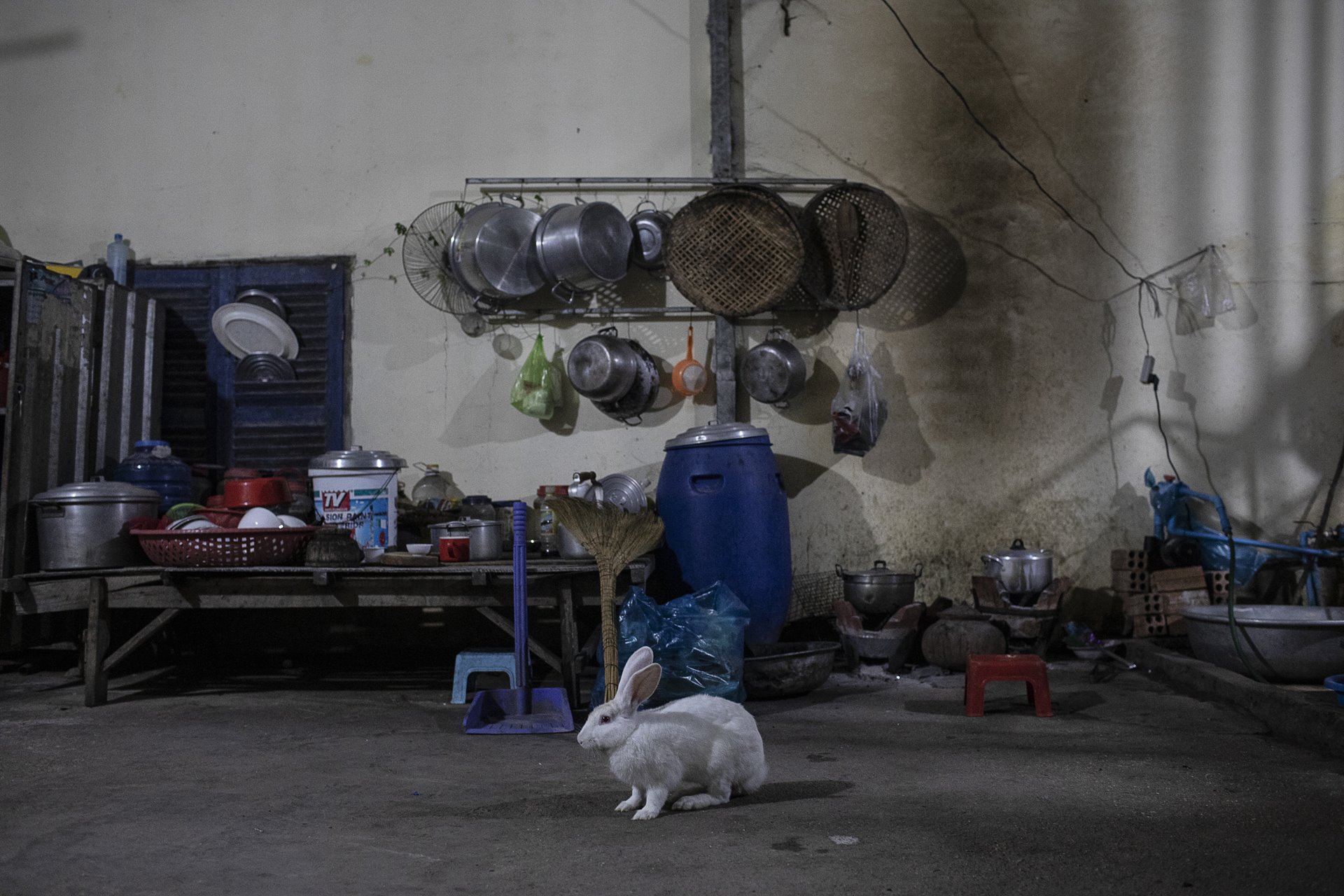 A white rabbit roams around Nak&rsquo;s aunt&rsquo;s house in Sen Sok, Phnom Penh, Cambodia. Nak, a surrogate mother of twins, disappeared with her husband and children. Sources say she sold her surrogate twins to their biological parents in Thailand and then went into hiding. Her mother and aunt claim to have not heard from her in over a year. If found, she faces arrest and imprisonment.&nbsp;