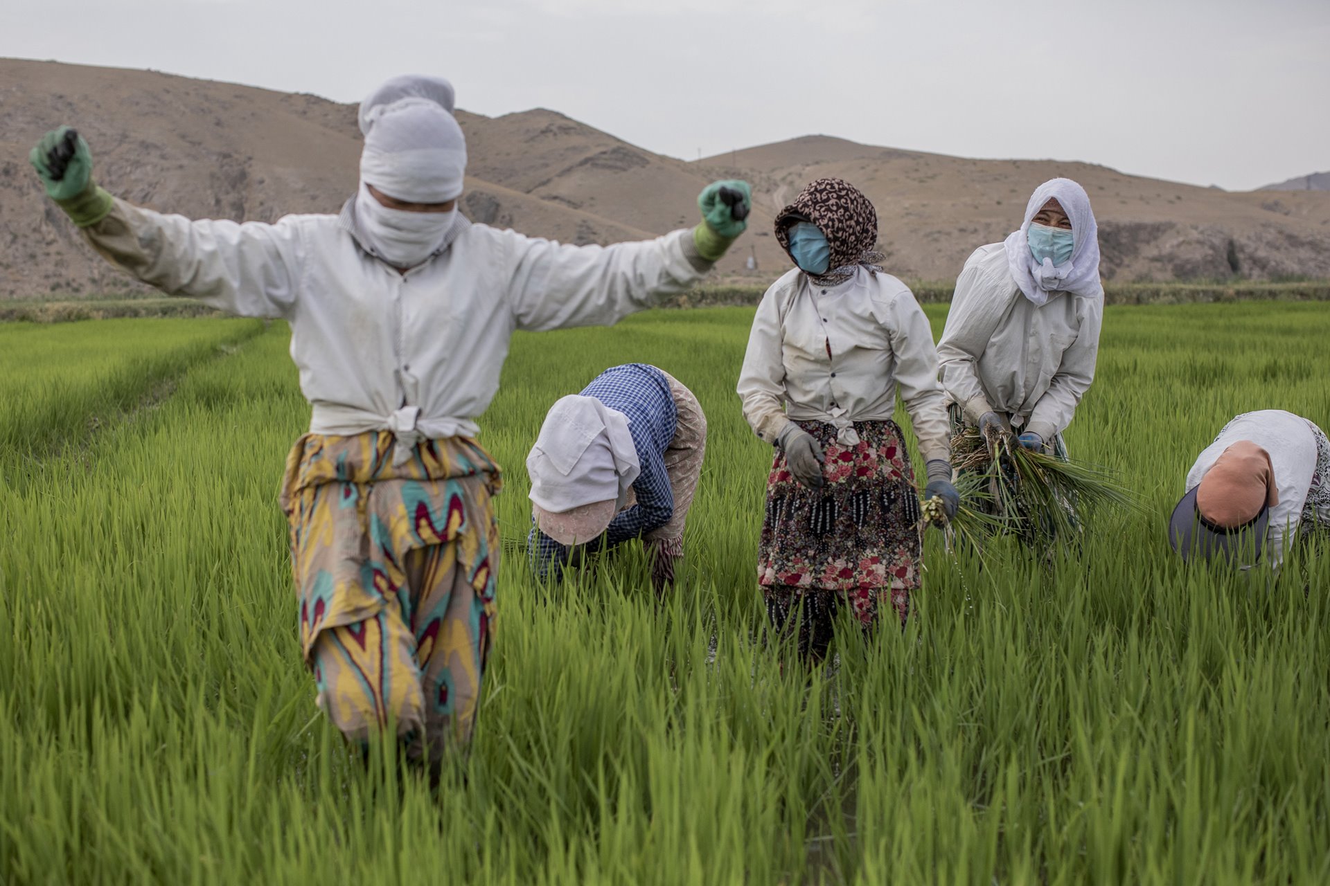 Women tend to a rice crop, near the Syr Darya River in Tajikistan. Although it only accounts for a small amount of the country&rsquo;s grain production, rice cultivation is highly water-intensive.