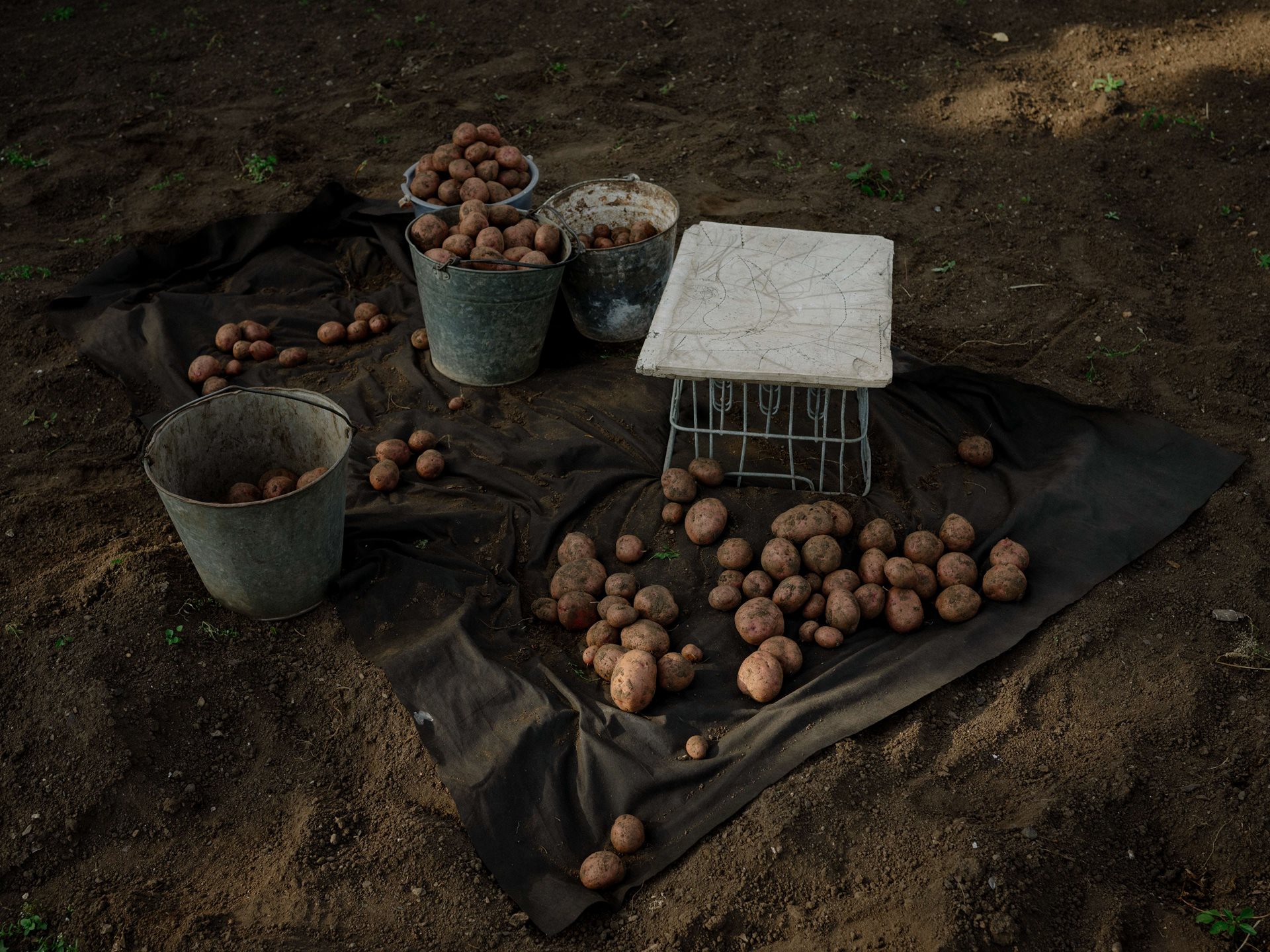 The potato harvest from Aliona&rsquo;s parents&rsquo; dacha (country cottage) vegetable garden in Tomsk, Russia, could feed the couple and their neighbors for a whole year. They tend the garden with great care: the watering, weeding, harvesting each summer almost amounts to a second job.&nbsp;