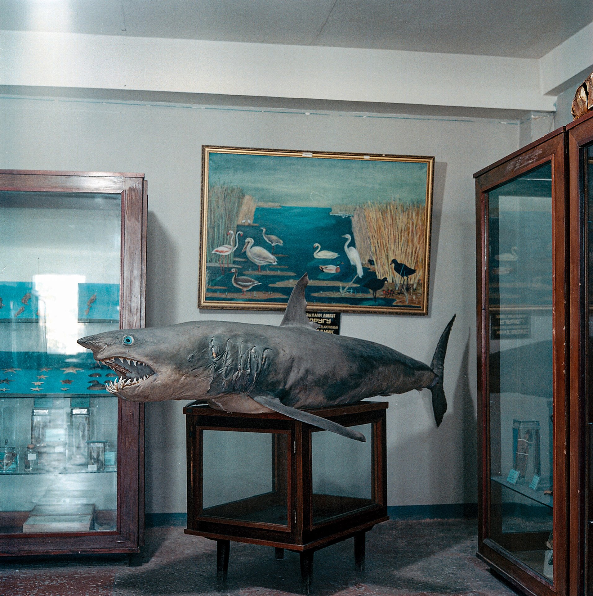 A taxidermied shark at the Azerbaijan State institute of Zoology in Baku, Azerbaijan, where Rustam Effendi worked as an entomologist.