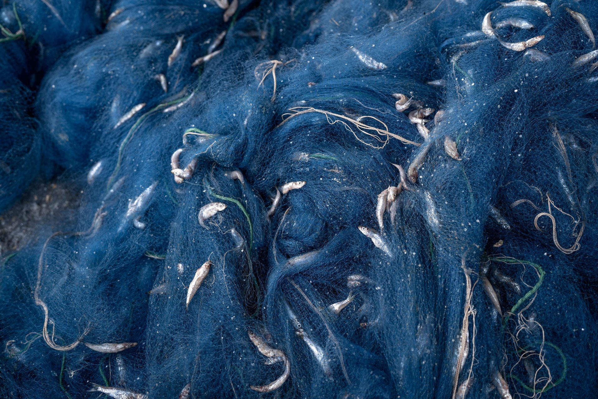 Sambaza, a sardine local to the waters of Lake Kivu, are captured in a net. Several factors, including overfishing and the presence of gas extraction plants, threaten the sambaza population, in Goma, DRC.