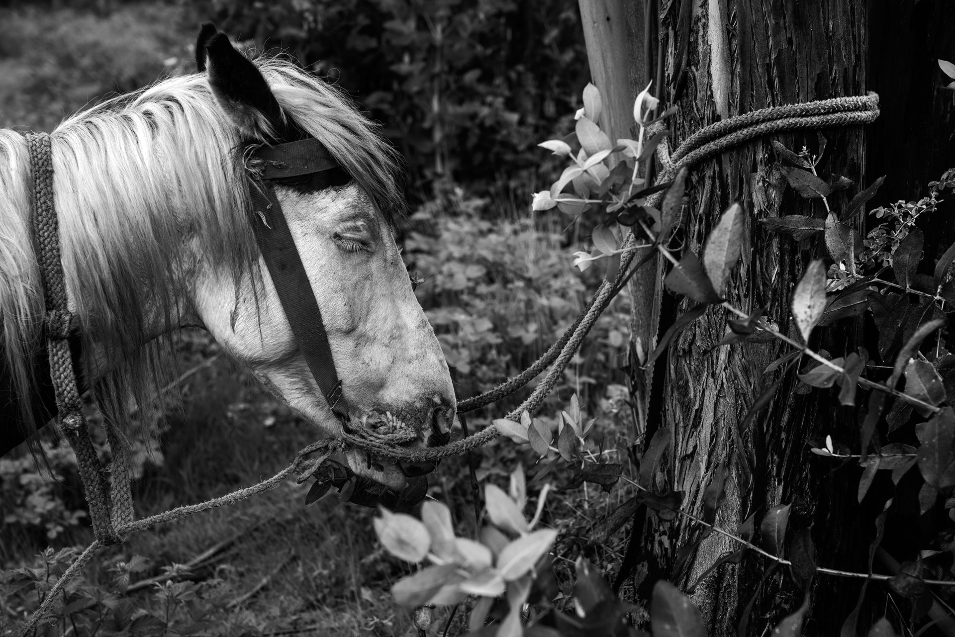 A horse rests after a procession in Ercilla, Araucanía, Chile, on the first anniversary of the death of Camilo Catrillanca. A prominent Mapuche weichafe (community leader and defender of territorial rights), Catrillanca was shot from behind by members of a Comando Jungla (Jungle Commando) police unit. Four officers were arrested in connection with the incident.