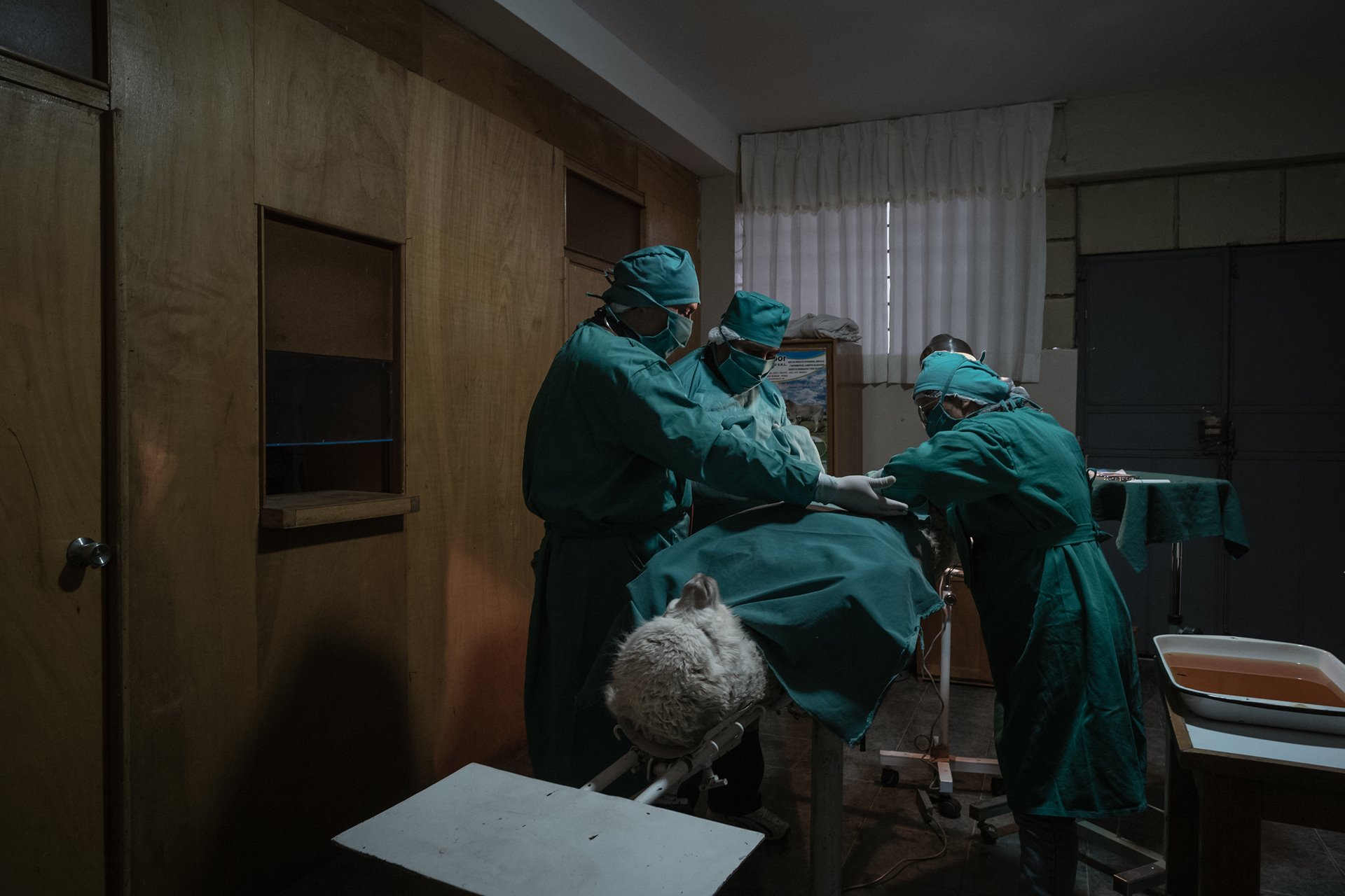 <p>A medical team prepares an alpaca for surgery to retrieve eggs for in vitro fertilization, at Quimsachata Research and Production Center, in Puno, Peru. The center houses the largest genetic reserve of alpaca breeds in the world.</p>
