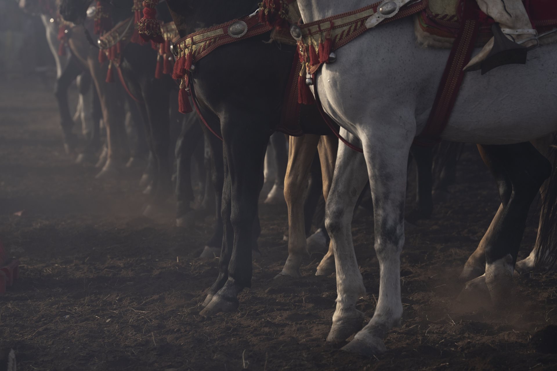 Horses lined up at the start of the arena before the <em>hadda</em> &ndash; the opening salute in which riders enter at a trot before repositioning for the main performance. Sidi Rahal, Morocco.