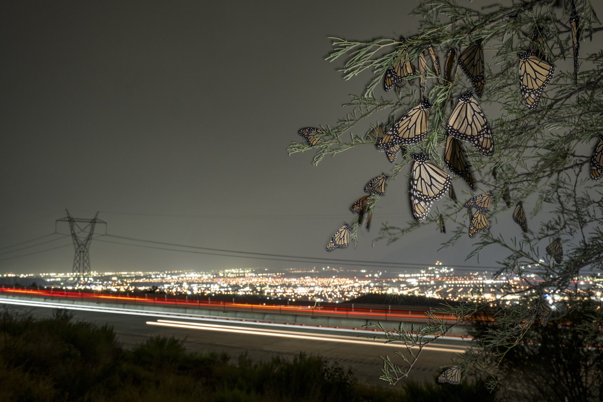 Monarch butterflies perch on trees near a major highway in Monterrey, Nuevo León, Mexico. In busy areas, roadkill can account for an estimated 2.5&ndash;3% of monarch deaths annually, during the fall migration. In addition, light pollution from cities can cause confusion between night and day, disrupting patterns of when to fly and when to rest.&nbsp;