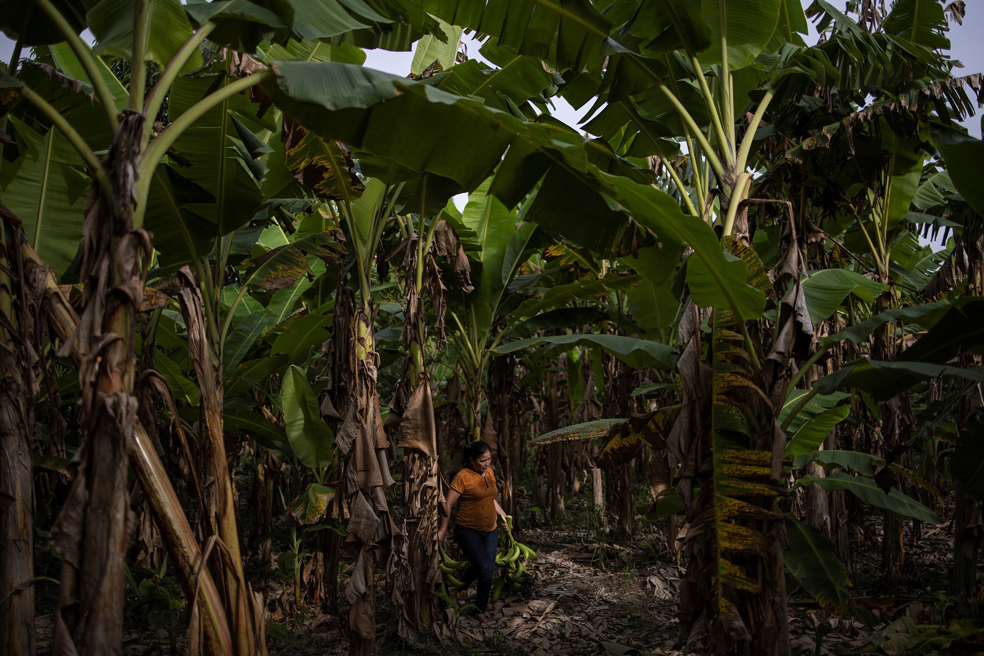<p>Maria Hernandez arrives to work on a banana plantation, in San Pedro Sula, Honduras, while awaiting a decision on her immigration case, in order to travel to the United States to reunite with her daughters.</p>
