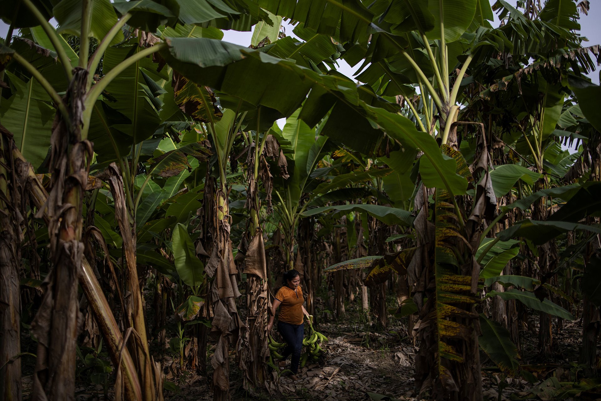 <p>Maria Hernandez arrives to work on a banana plantation, in San Pedro Sula, Honduras, while awaiting a decision on her immigration case, in order to travel to the United States to reunite with her daughters.</p>
