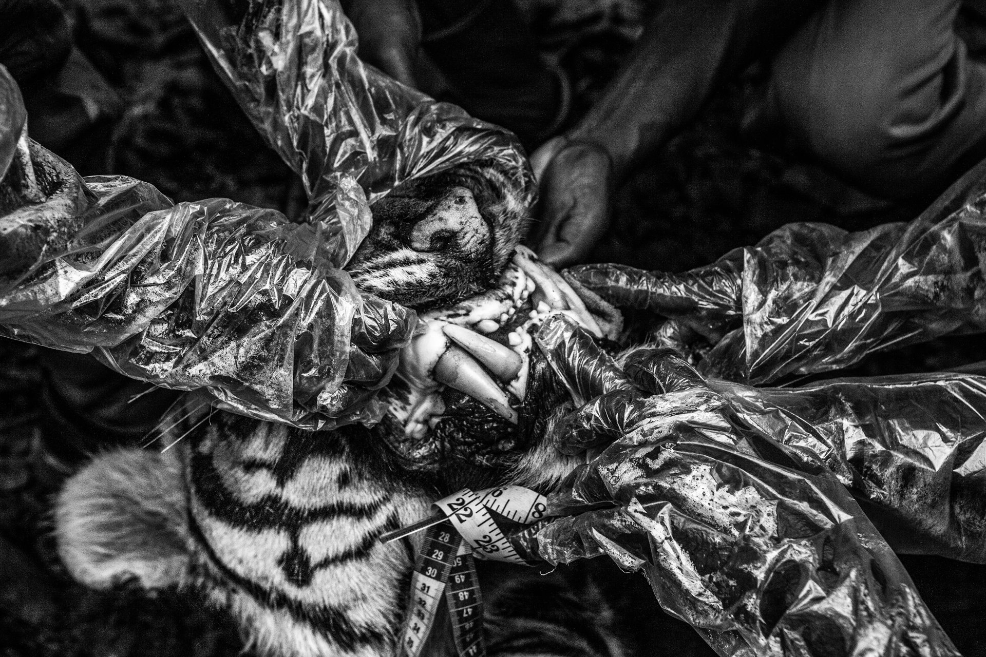 <p>Forest officials and veterinarians perform a post mortem on a tiger to test for poison, near the Anamalai Tiger Reserve, Tamil Nadu, India.</p>
