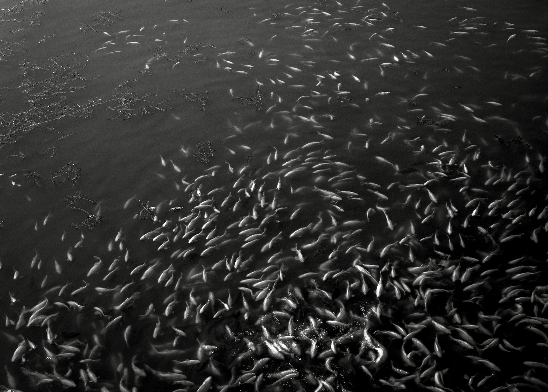 On the day Jiuer released the fish, the other fish in the pond were swimming frantically, as if they were souls eager to go ashore. Jiuer passed away a few days later. Liaoning, China.