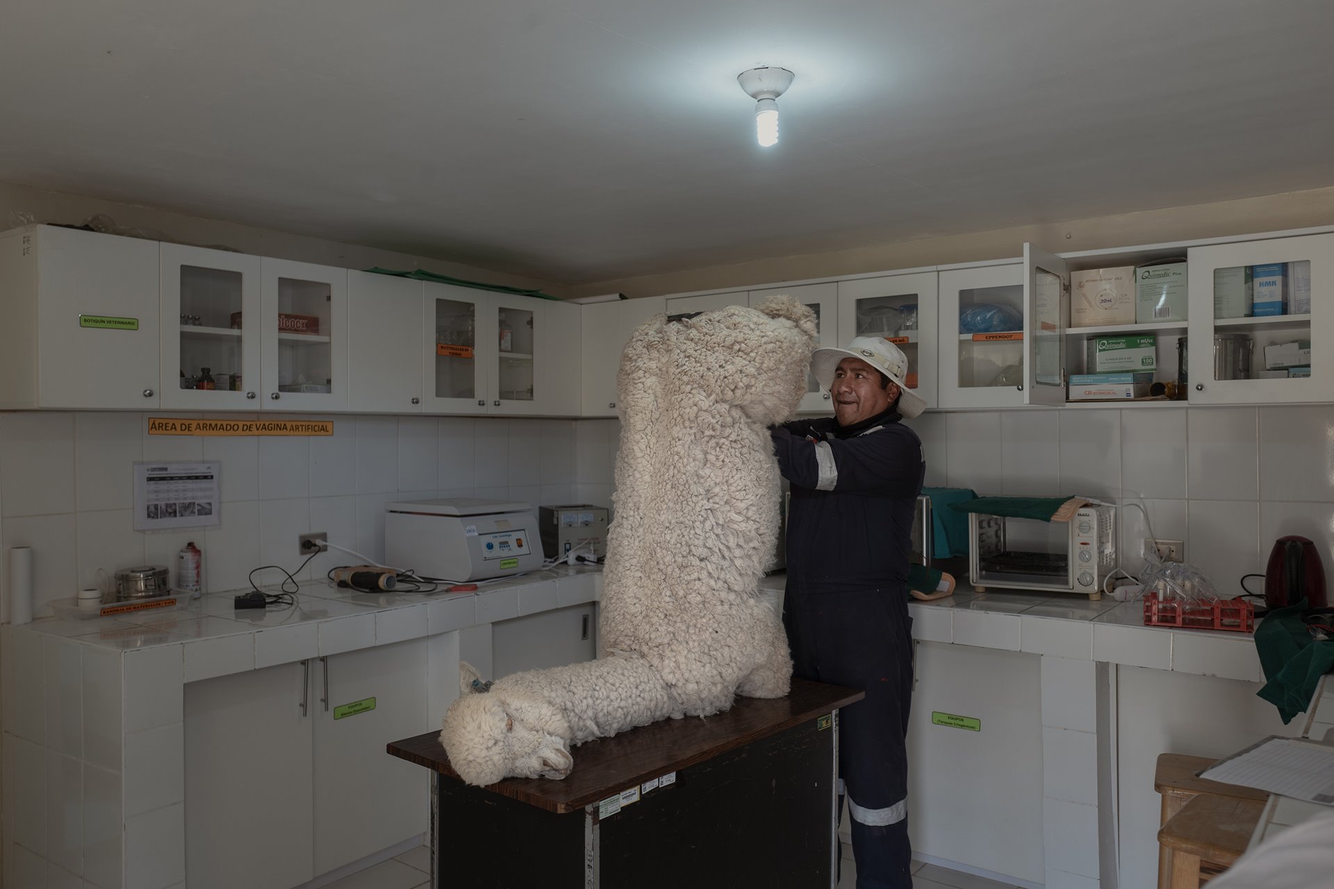 <p>Felimon Paxi Menezes installs a plastic vagina in an alpaca dummy used to collect semen at the Quimsachata Research and Production Center, in Puno, Peru. Researchers aim to create breeds with finer wool and greater resilience to extreme conditions, and to improve their reproductive capacity.</p>
