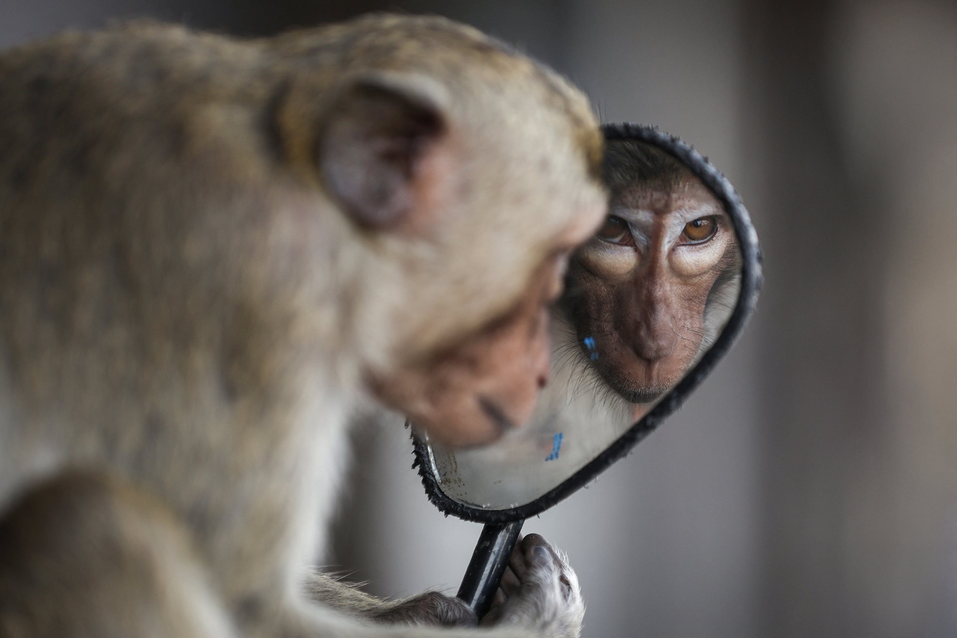 A long-tailed macaque looks into a motorbike&rsquo;s side mirror, near Phra Prang Sam Yot temple, in Lopburi, Thailand, some months before officials started capturing monkeys for sterilization.