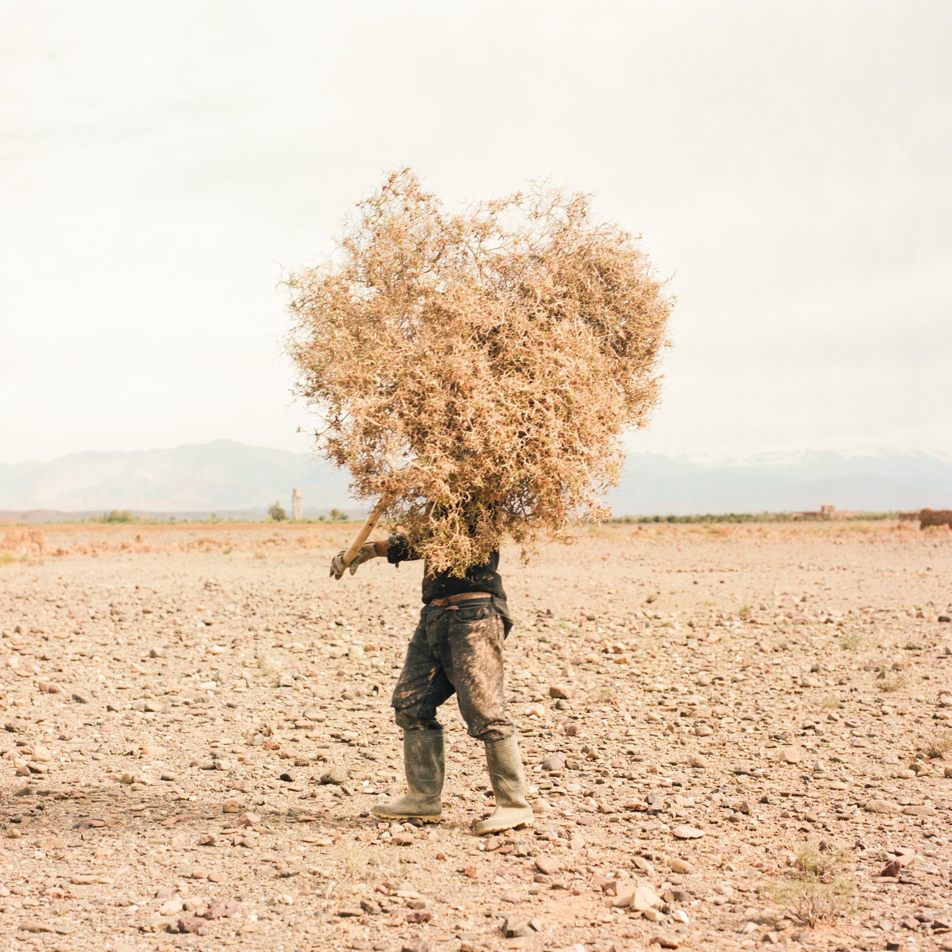 Mohammed Elfakhar (38), a potter, collects wood at the Skoura Oasis, in central Morocco. He does this every Sunday, when he fires the pottery he has made during the week in a kiln. It takes him the whole morning, from 6am to noon, to collect enough to fuel the kiln.