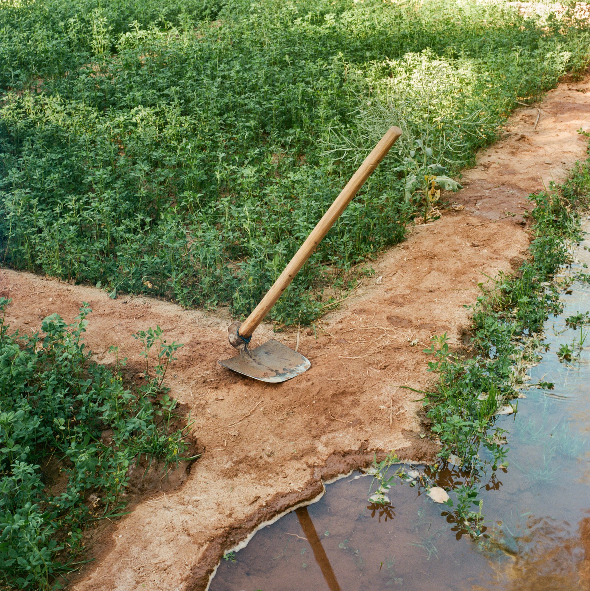 A hoe stands beside an irrigation canal in a farmer&rsquo;s field in Zagora, by the Oued Draa river in eastern Morocco.