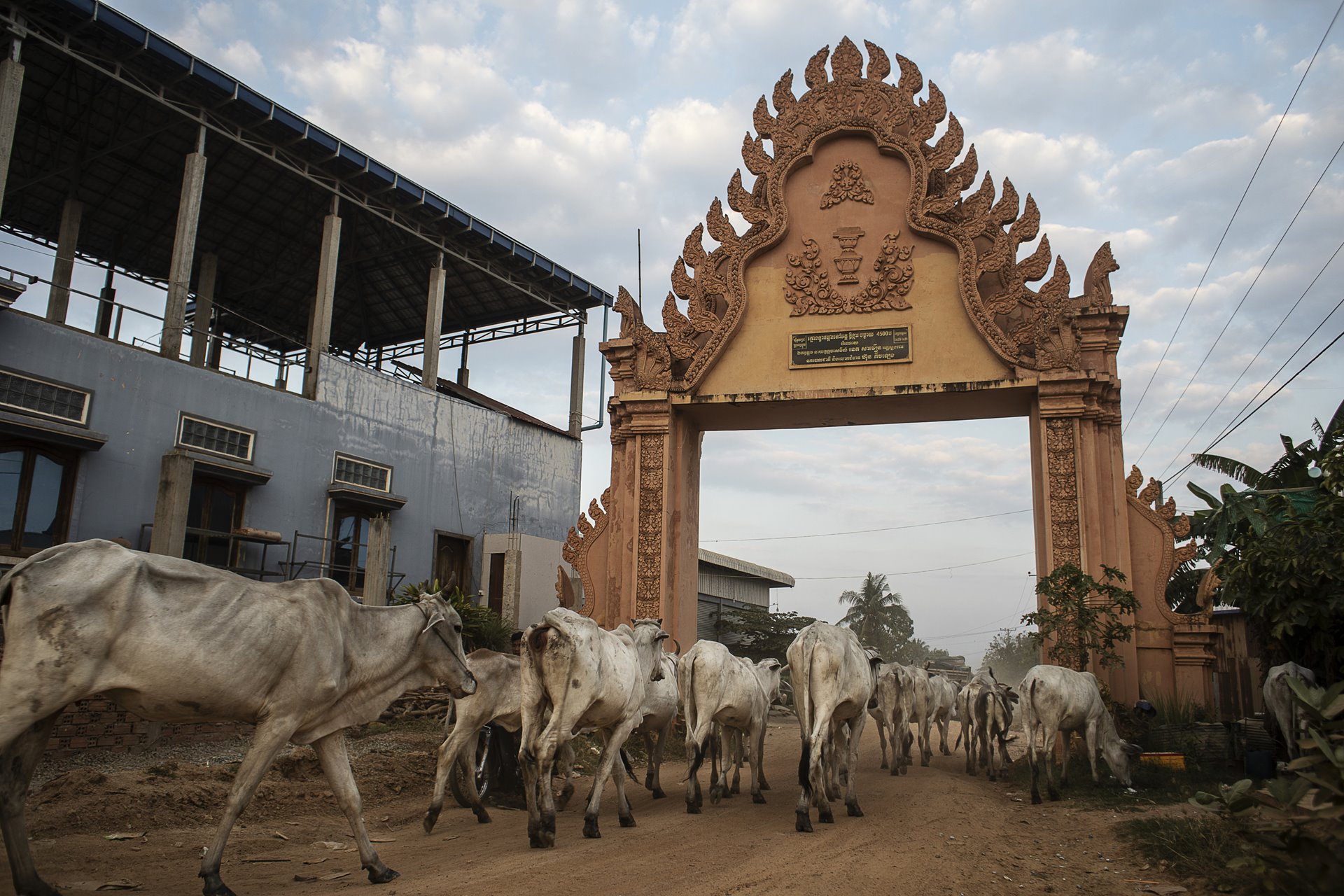Cows coming home in the evening to Kol village, Kandal Province, Cambodia. Here, several women successfully delivered their surrogate children to their biological parents before the practice was banned.&nbsp;