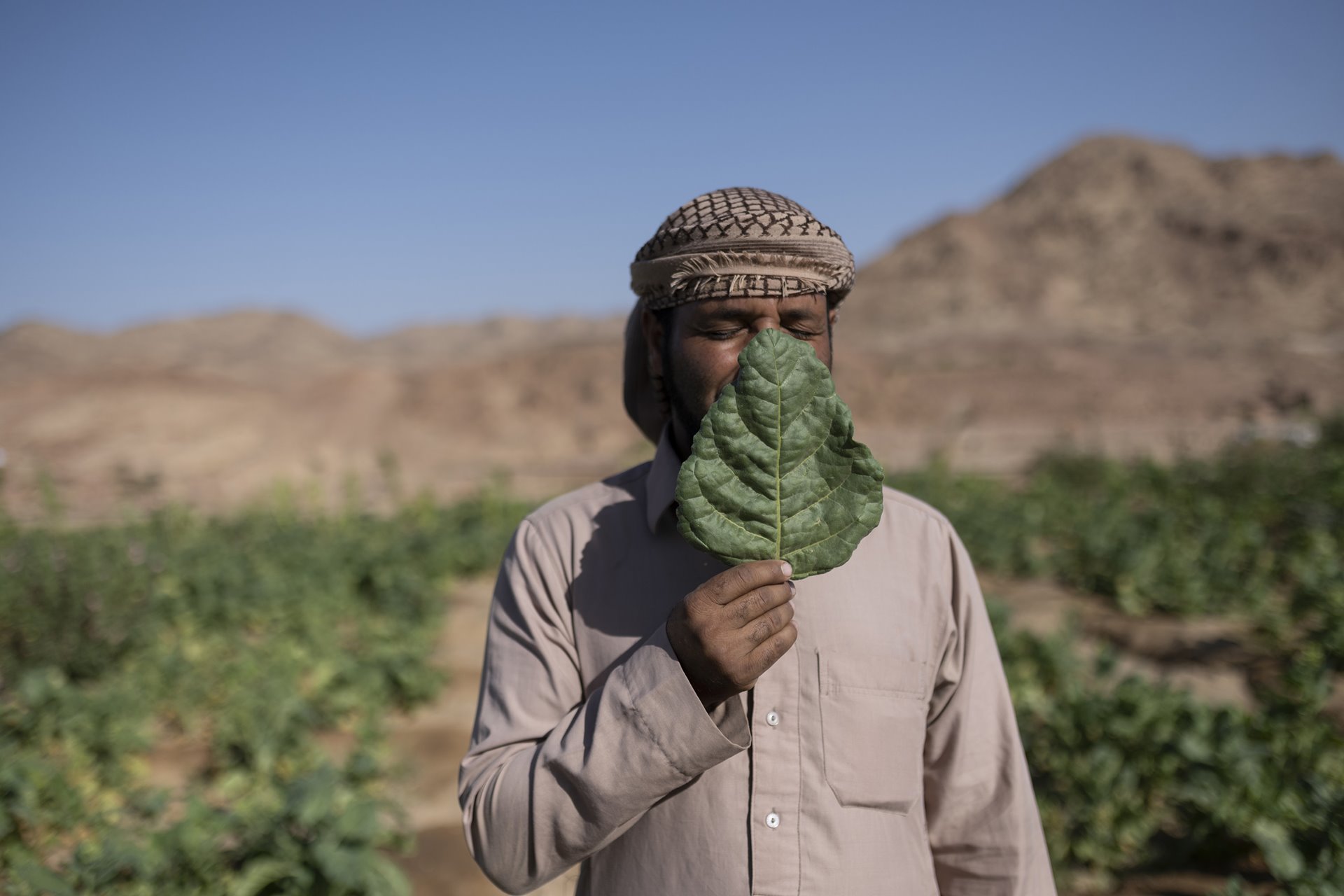 <p>Seliman holds a Khodary (<em>Nicotiana rustica</em>) leaf in his garden in Gharba Valley, South Sinai, Egypt. Seliman manages an eco-lodge in the valley with his cousins. As the COVID-19 pandemic spread throughout Egypt, fewer guests came to stay at the eco-lodge and the family now redirects their focus to the family gardens.</p>
