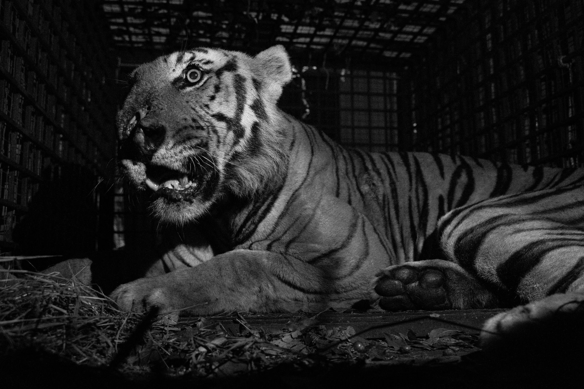 A tiger named T23 lies in a cage after being captured near the Mudumalai Tiger Reserve, in Tamil Nadu, India. T23 had killed four humans and up to 40 cattle, and was taken to a rehabilitation center after capture.