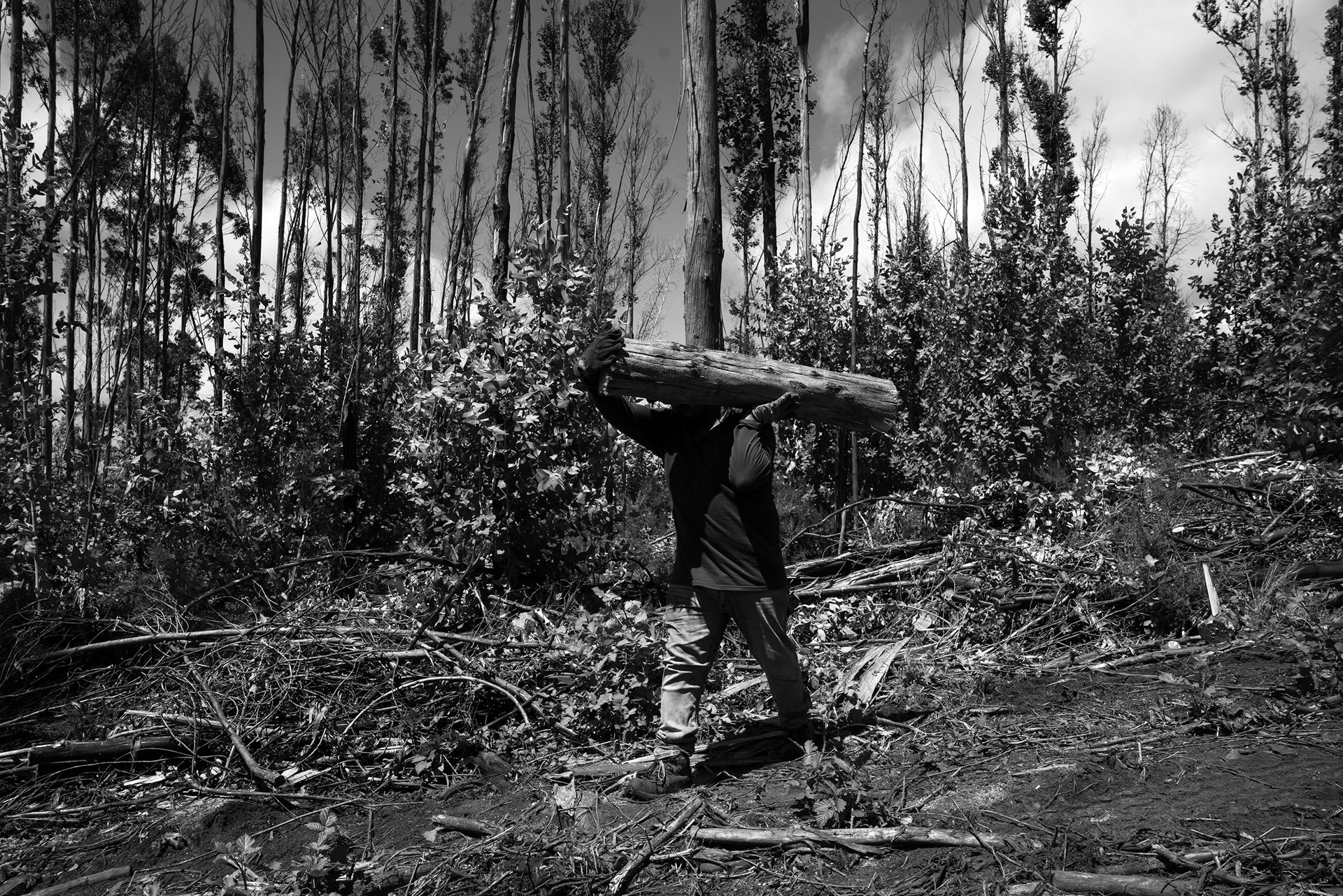 A young Mapuche man carries a eucalyptus log in Pailahueque, Araucanía, Chile. Communities who recover lands that were in the hands of forestry companies use the cultivated wood to build houses and for firewood.