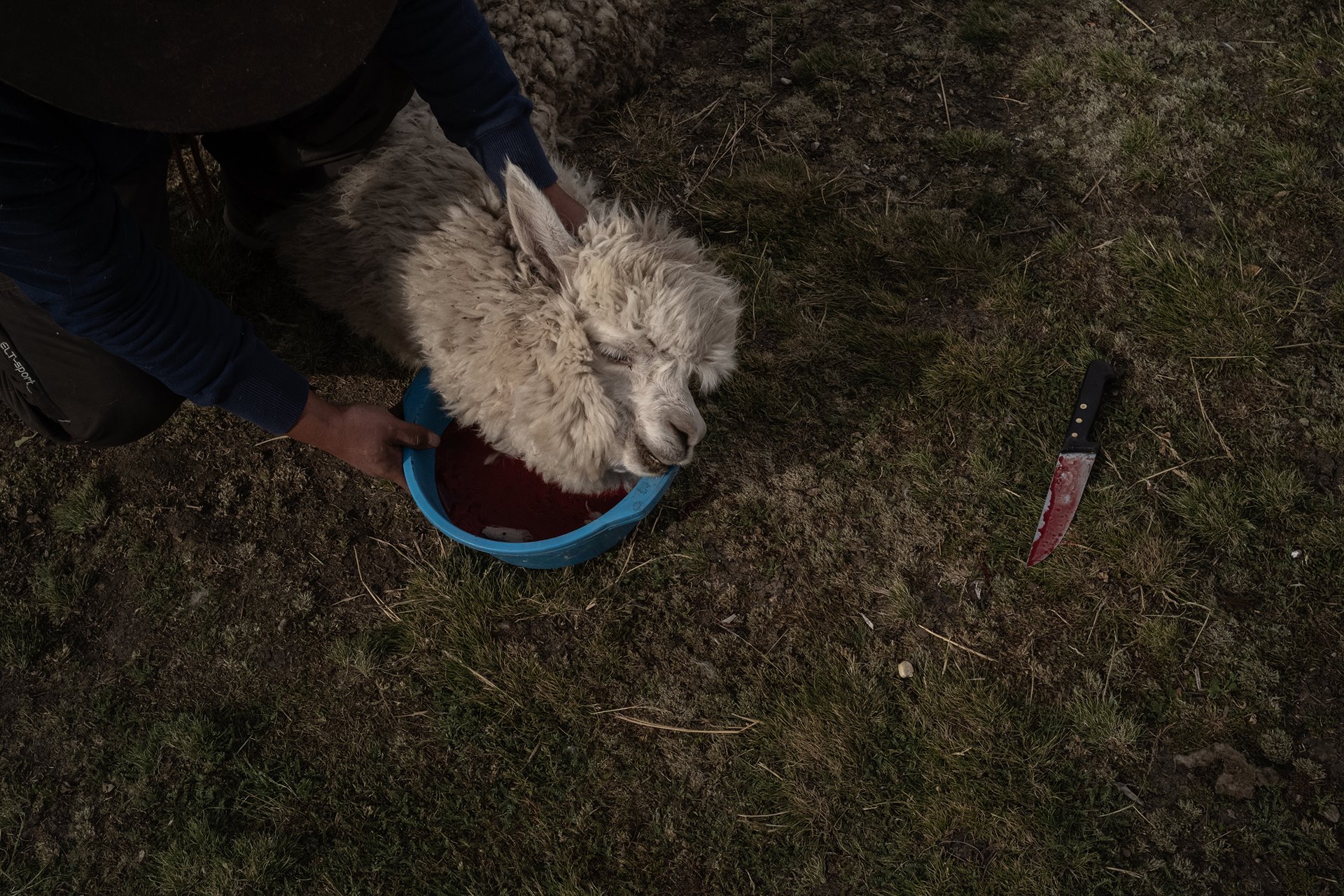 An alpaca is sacrificed to Pachamama (Mother Earth), the day before an <em>alpaquero</em> (alpaca-farmer) family moves to a new seasonal pasture, in Oropesa, Peru.