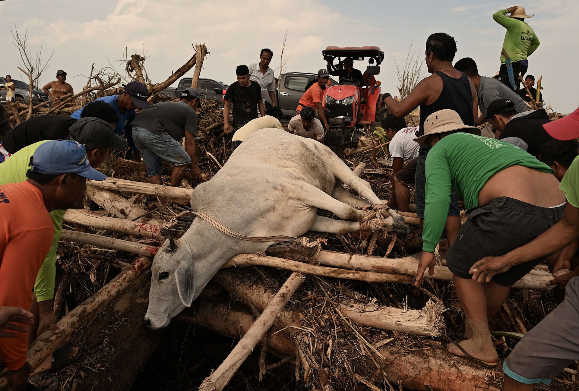 People rescue a cow trapped by debris in flood waters caused by Typhoon Usagi, in Gonzaga, Cagayan, northern Philippines. The typhoon destroyed infrastructure and led to extensive agricultural losses.&nbsp;