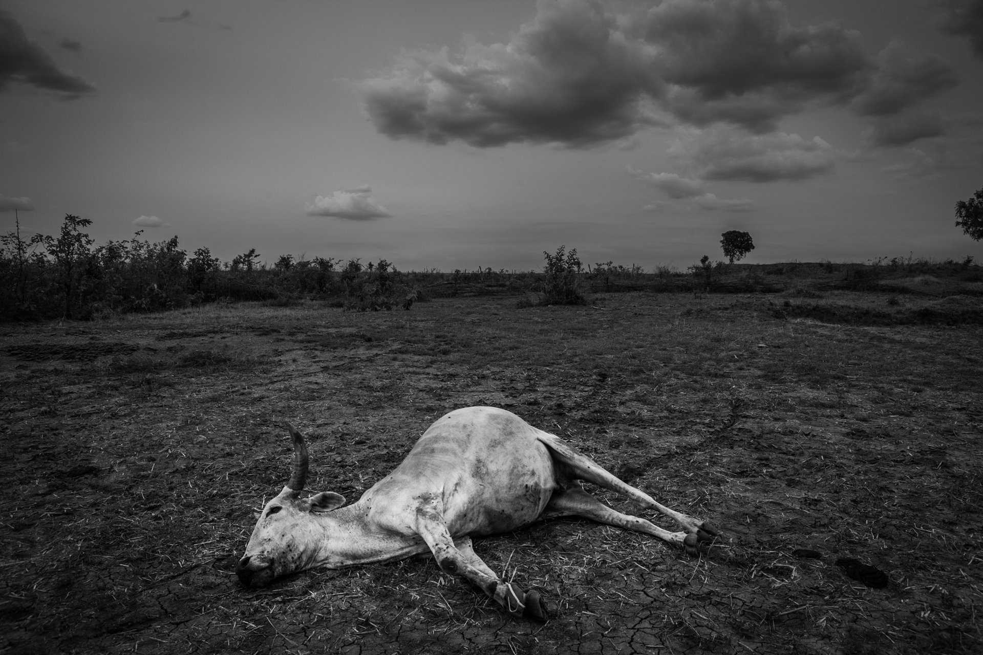 Livestock suspected of being killed by a tiger lies near the village of Navegaon, in Brahmapuri, India. At the time villagers reported one animal being killed a week. Attacks on humans were also rising.
