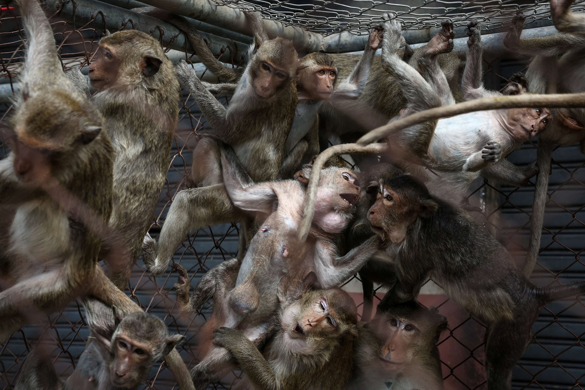 Captured macaques await sterilization in a cage set up by Department of National Parks, Wildlife and Plant Conservation personnel in Lopburi, Thailand. Environmental groups, while agreeing with sterilization to control numbers, objected to the monkeys being caged.