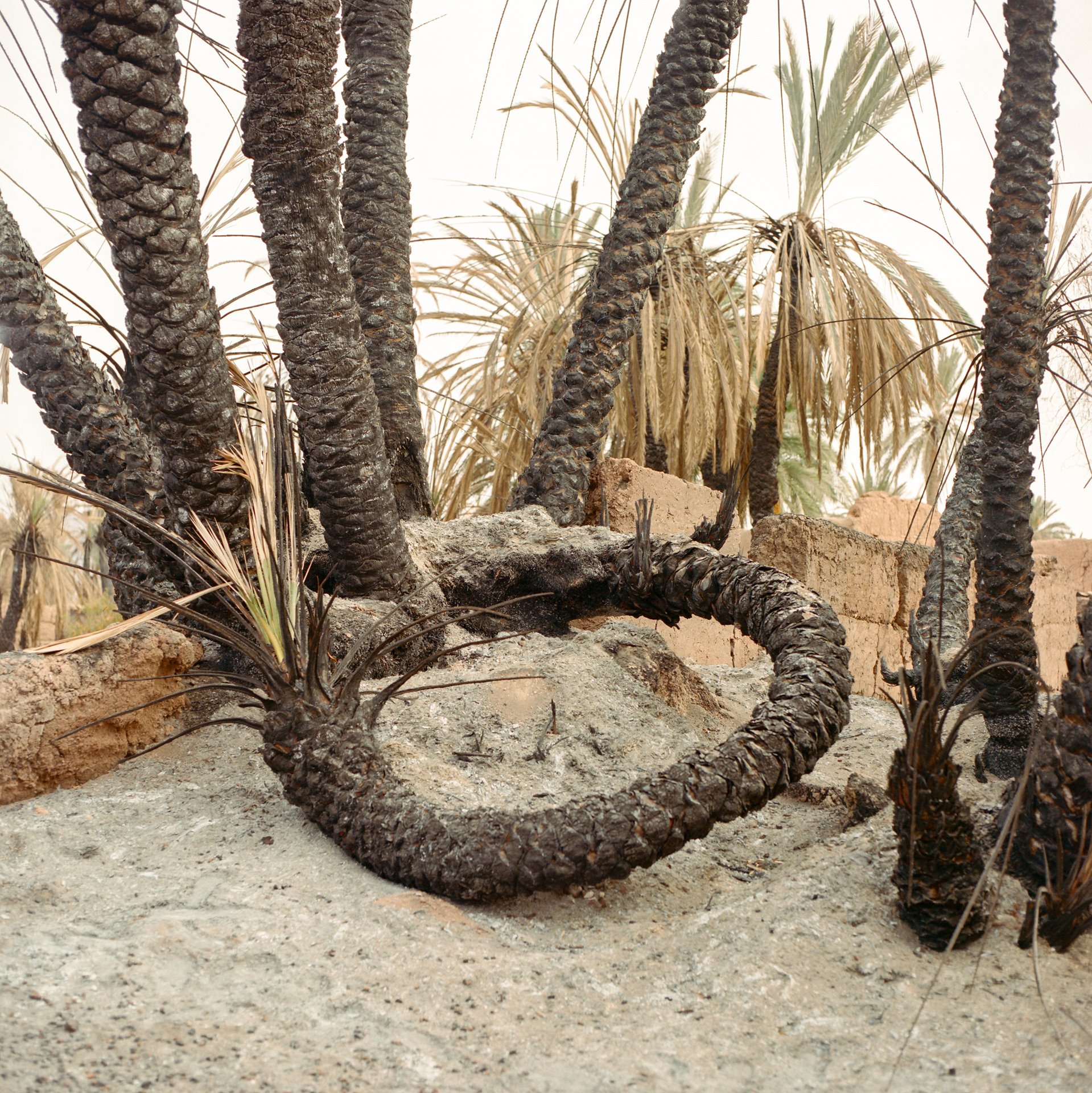 <p>Vegetation parched by heat and water stress in the Tighmert Oasis, in southern Morocco, poses a fire threat. A few weeks earlier, fire had destroyed houses, hundreds of date palms and vegetable gardens, and killed around 400 cattle.</p>
