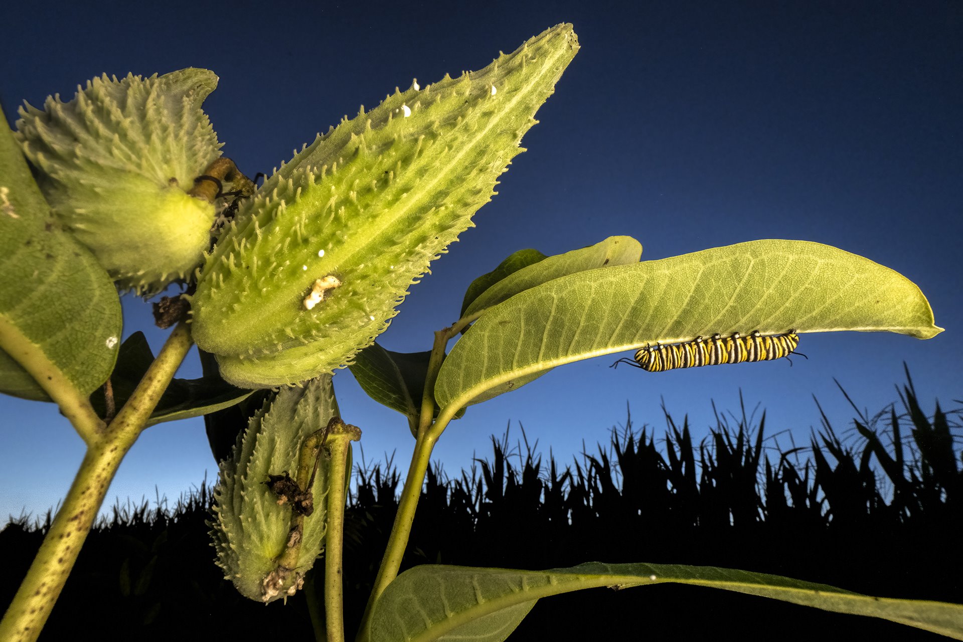 A monarch butterfly caterpillar rests overnight under a milkweed leaf, in Henderson, Minnesota, United States. Monarch caterpillars&rsquo; diet consists solely of milkweed, and they can consume 200 times their body weight of the toxic plant as they mature. That toxicity is passed on to the adult butterflies and serves as their primary defense against predators.&nbsp;