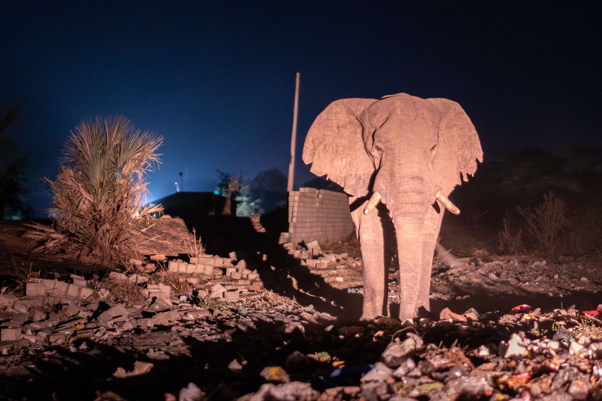 An elephant rummages through a rubbish dump in search of food in the Dambwa South neighborhood of Livingstone, Zambia.