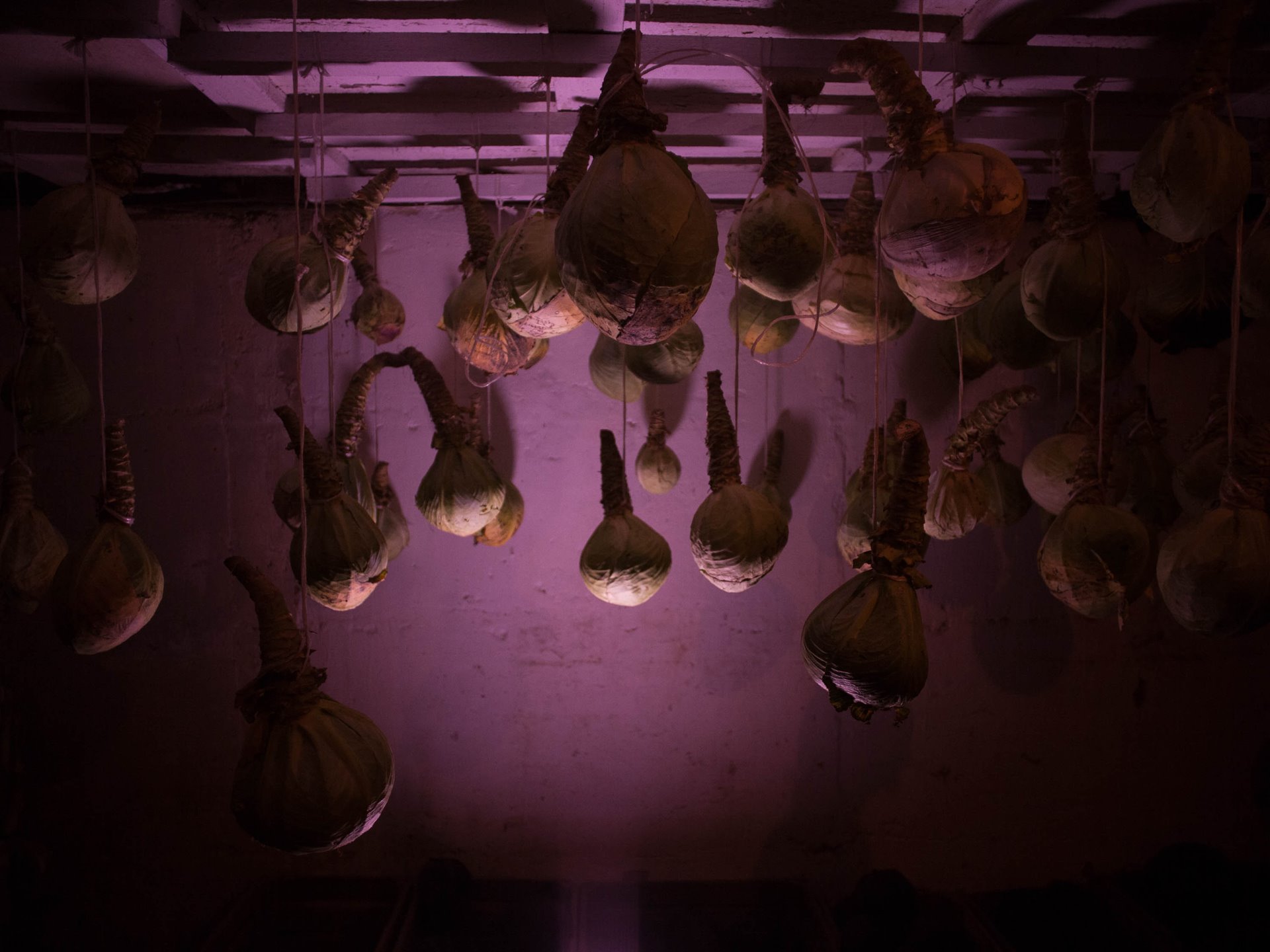 Cabbages hang stored in a cellar in Svetlana village. Residents grow their own vegetables, working hard in the summer months to store enough to last the winter. They also produce cheese, cottage cheese, and enough milk for themselves and to sell to their neighbors.