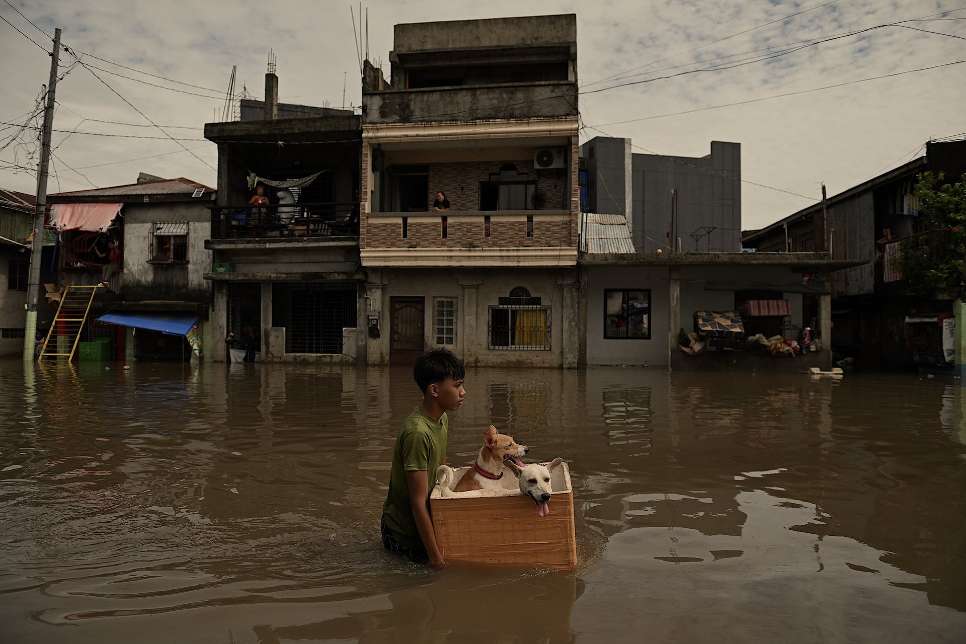 A boy wades through a flooded street with his pet dogs in a styrofoam container, in Naga City, Camarines Sur, northern Philippines, after Tropical Storm Trami.