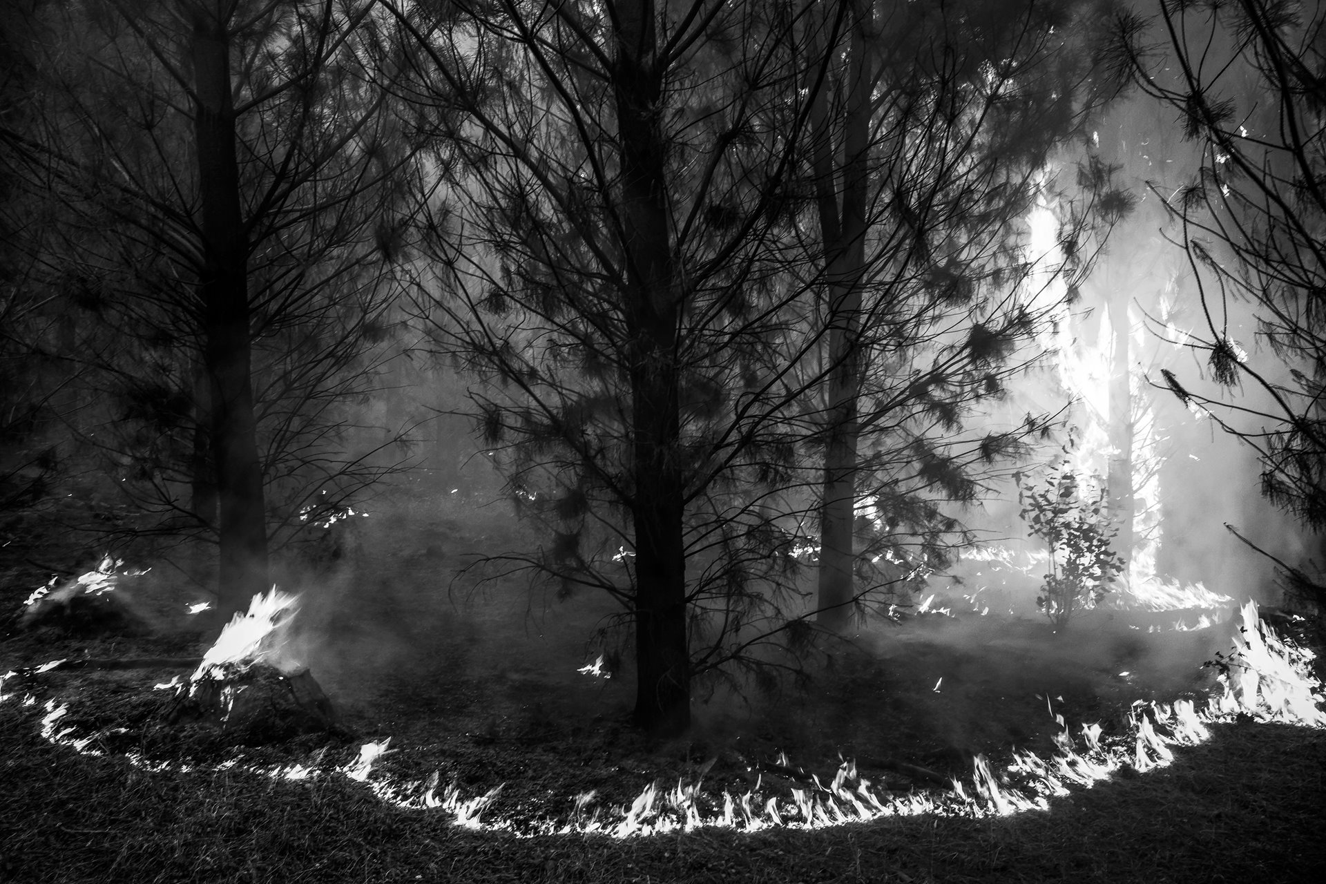 A forest fire rages in Lautaro, Araucanía, Chile. During the summer of 2019, the fire swept through more than 9,500 hectares of forest and crops. The region is named in honor of Lautaro, a Mapuche leader during the war with Spanish colonialists in the 6th-century.