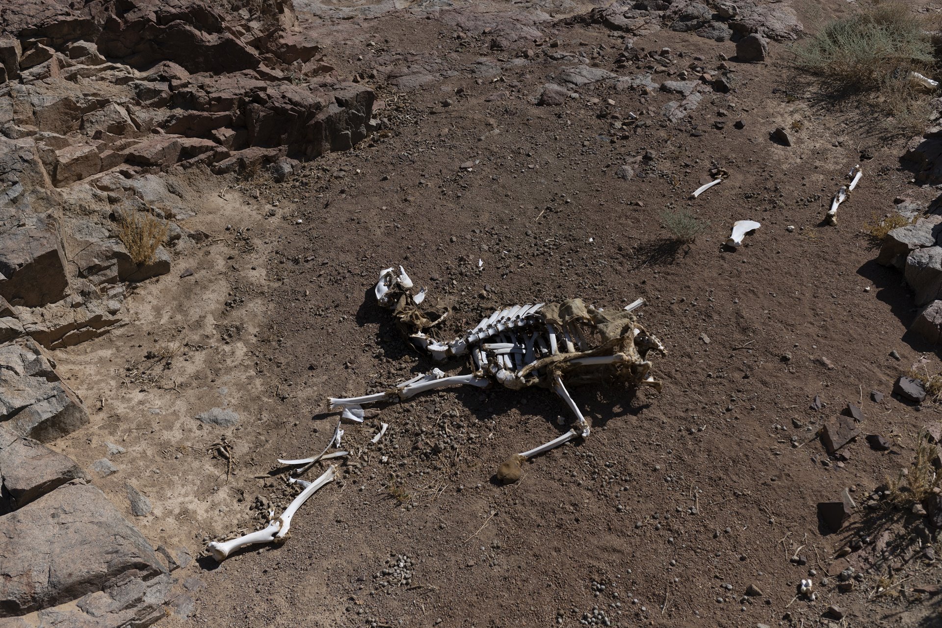 The skeleton of a camel in St. Catherine, South Sinai, Egypt. Camels are considered lifelong companions and the death of a camel is seen as a loss of a loved one. Their bodies are left in the desert so that the rest of the ecosystem can benefit from them.&nbsp;