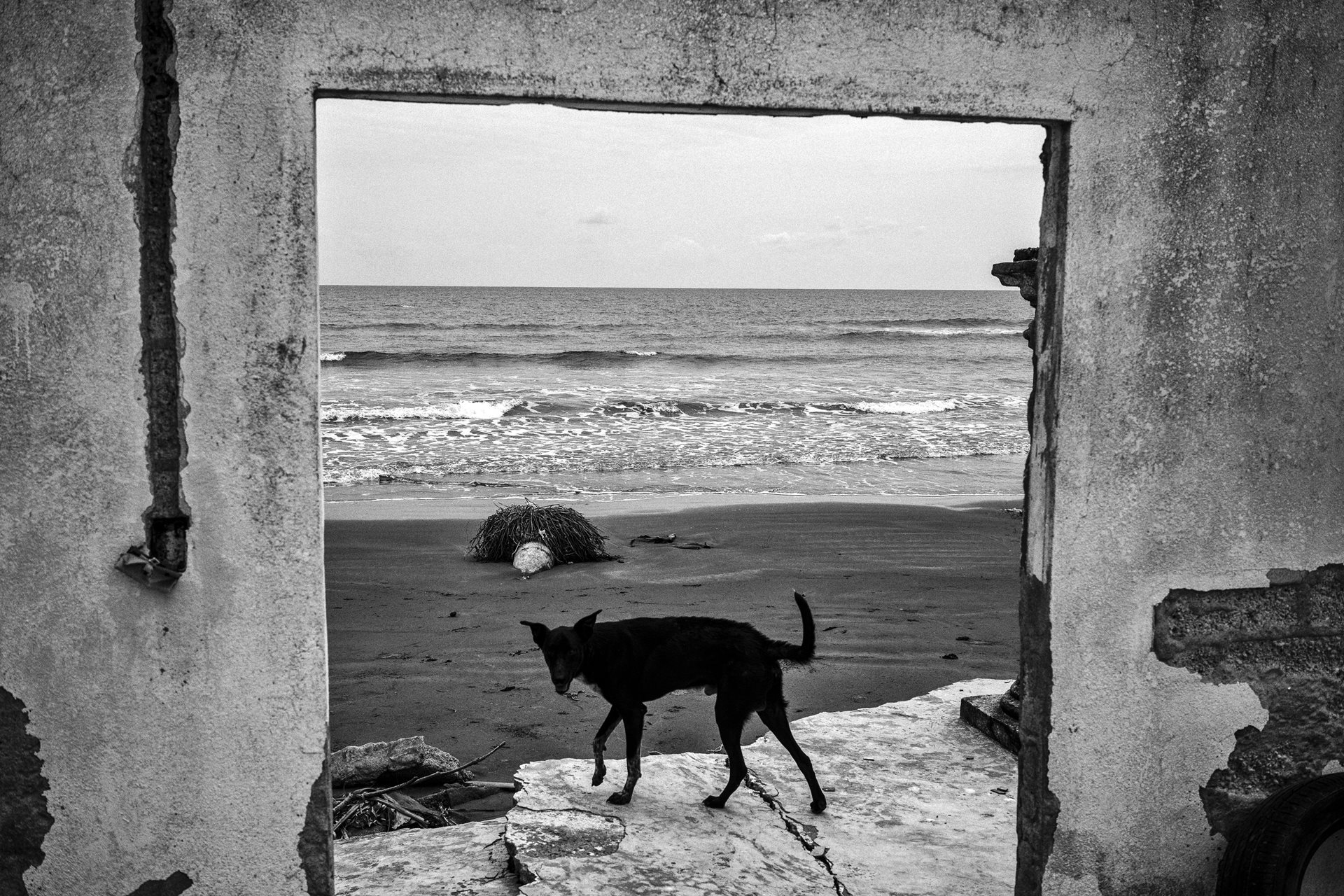 <p>A dog wanders the vanishing coastline of Las Barrancas. Fishermen and families who depend on the ocean struggle to survive; many are forced to relocate. Veracruz, Mexico</p>
