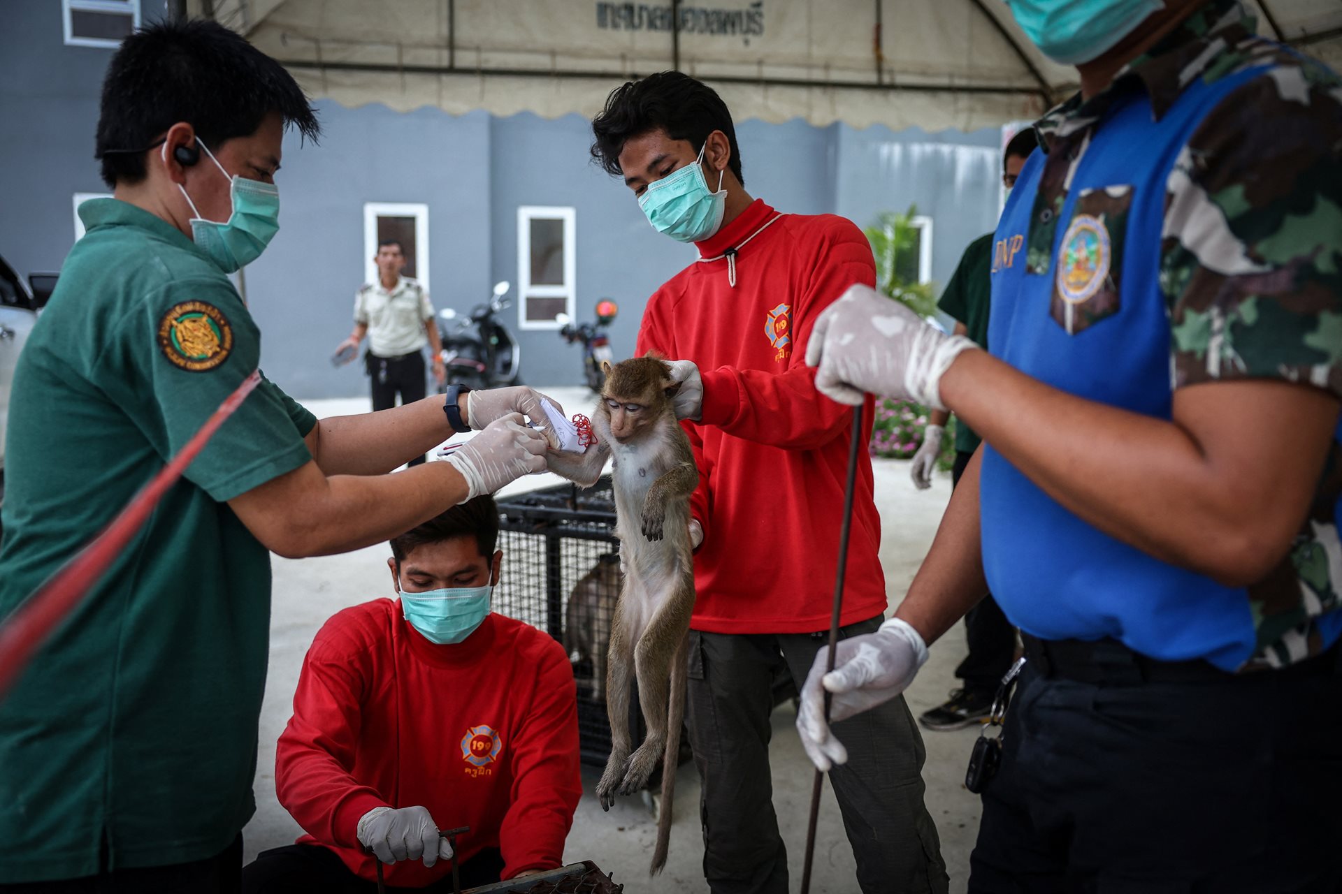 National Parks personnel and firefighters, who were called in to assist in capturing the monkeys, examine a long-tailed macaque before a sterilization procedure, in Lopburi, Thailand. Neutered monkeys were then looked after in captivity.