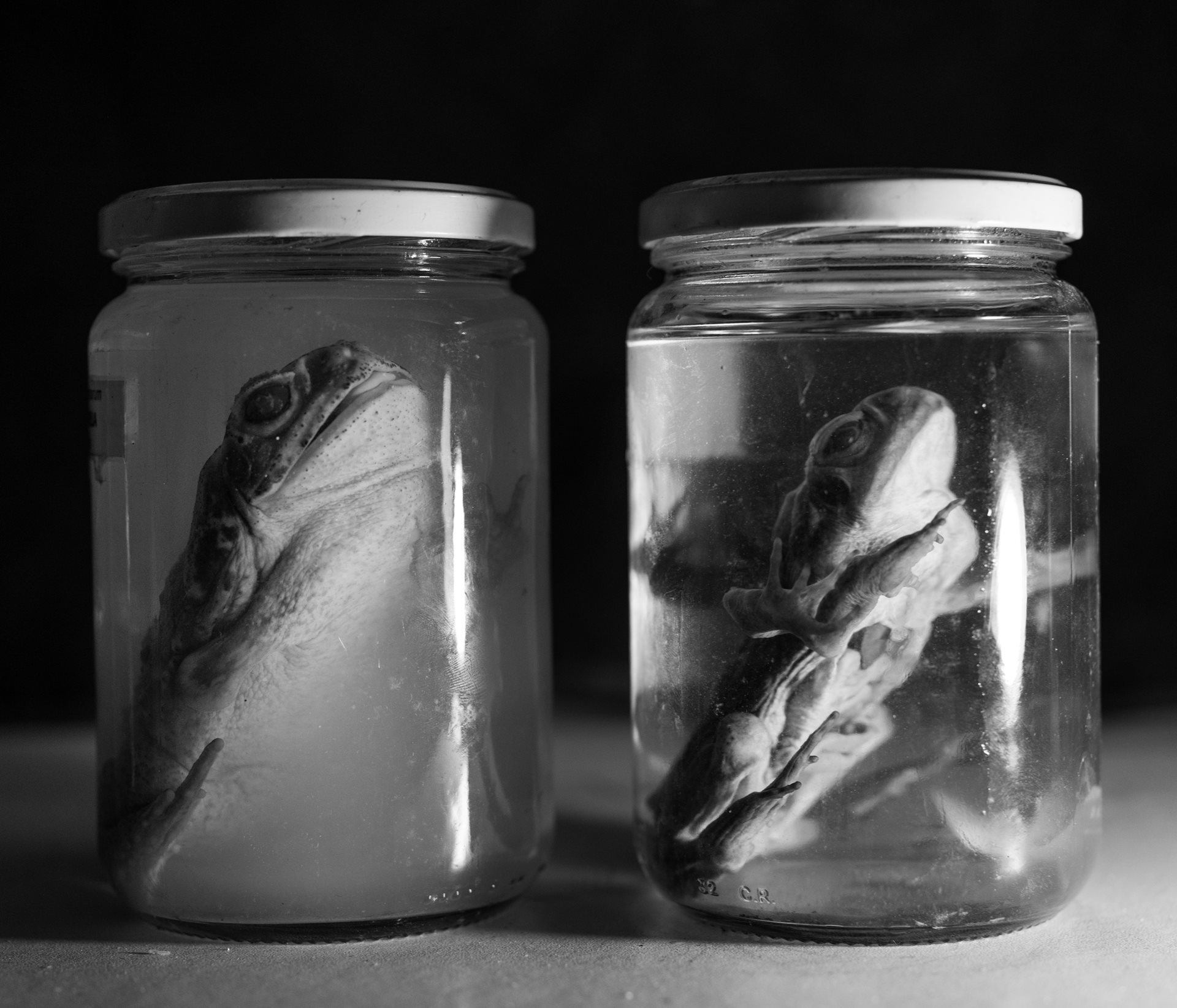 Biologist Rafael Lajmanovich studies deformed frogs at the National University of the Littoral in Santa Fe, Argentina. His research finds higher frequencies of animal malformations near agricultural sites that intensively use agrochemicals.&nbsp;