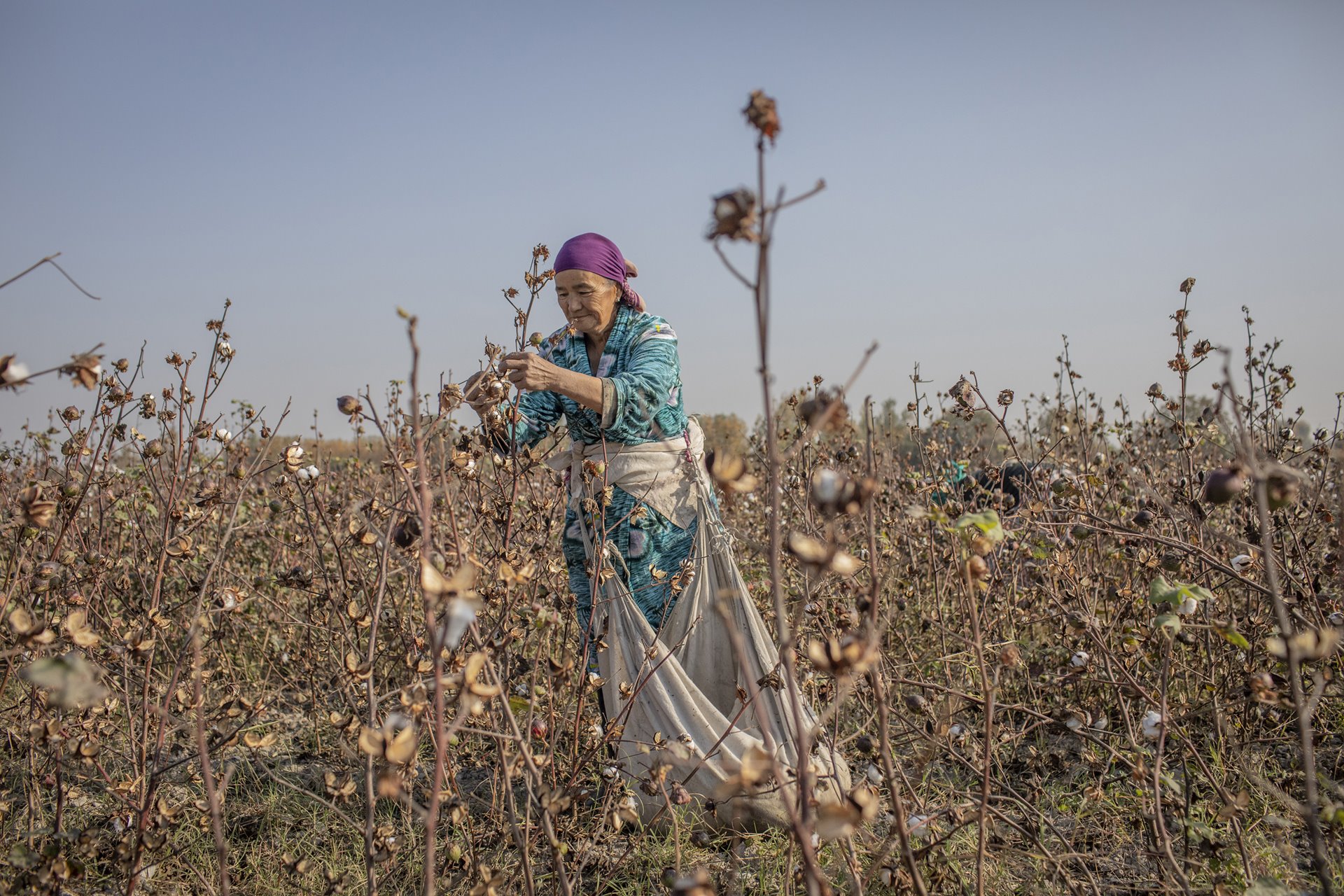 Karima Usmanova (60) picks cotton in a field in Uzbekistan. She is a pensioner, but does this on &nbsp;40 days a year for extra income. The diversion of water from the Syr Darya and Amu Darya rivers in the 1960s to irrigate cotton fields first caused the retreat of the Aral Sea.