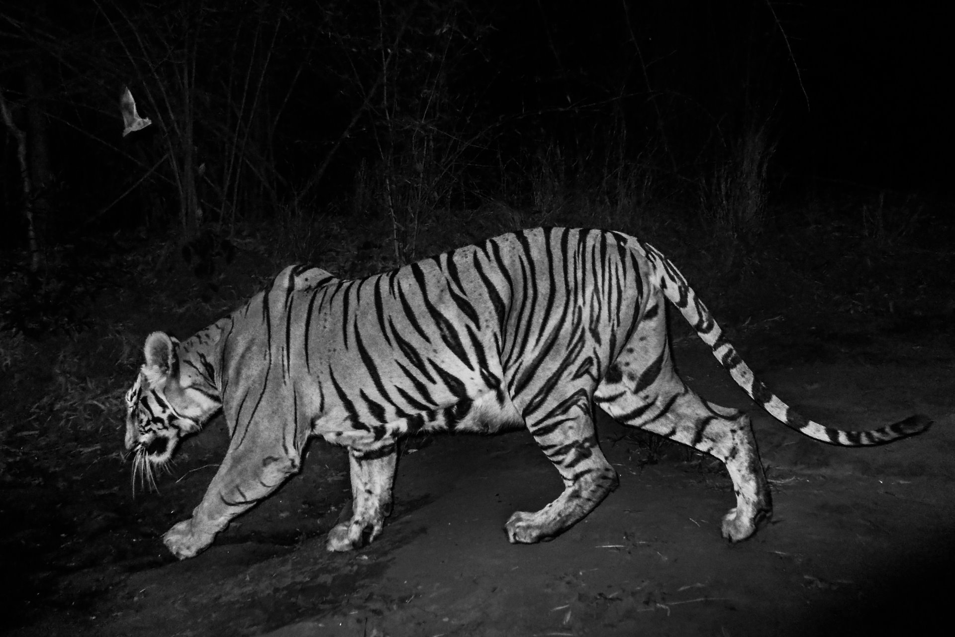 Boundaries: Human-Tiger Conflict | World Press Photo Boundaries: Human-Tiger Conflict | World Press Photo