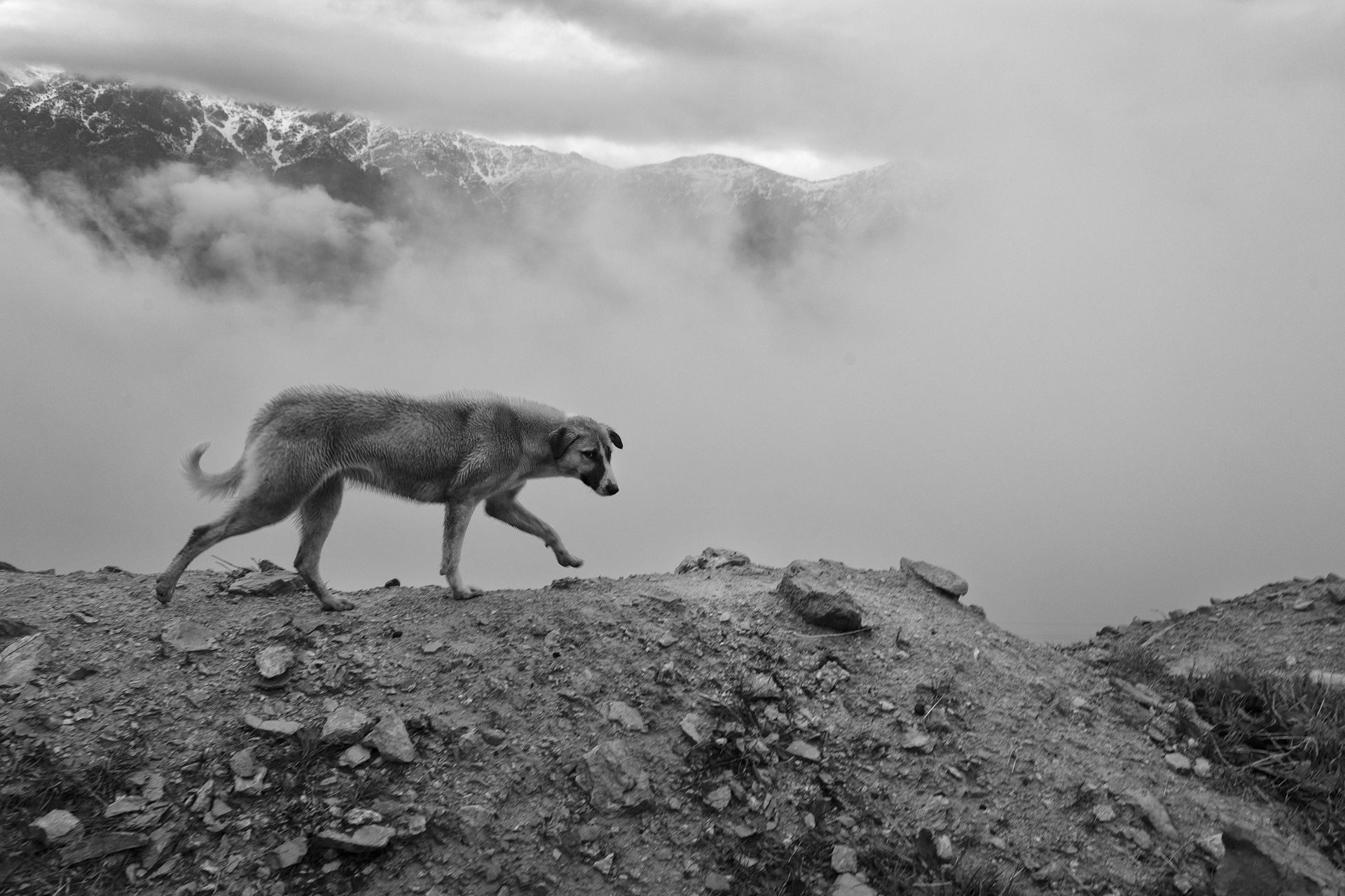 What happens in these mountains in Kurdistan, Iran, is often lost to silence, buried forever in their harsh landscapes. In 2024, at least 339 Kurdish kolbars and traders were killed or injured in the Iran border regions, according to data recorded by Hengaw&rsquo;s Center for Statistics and Documentation.