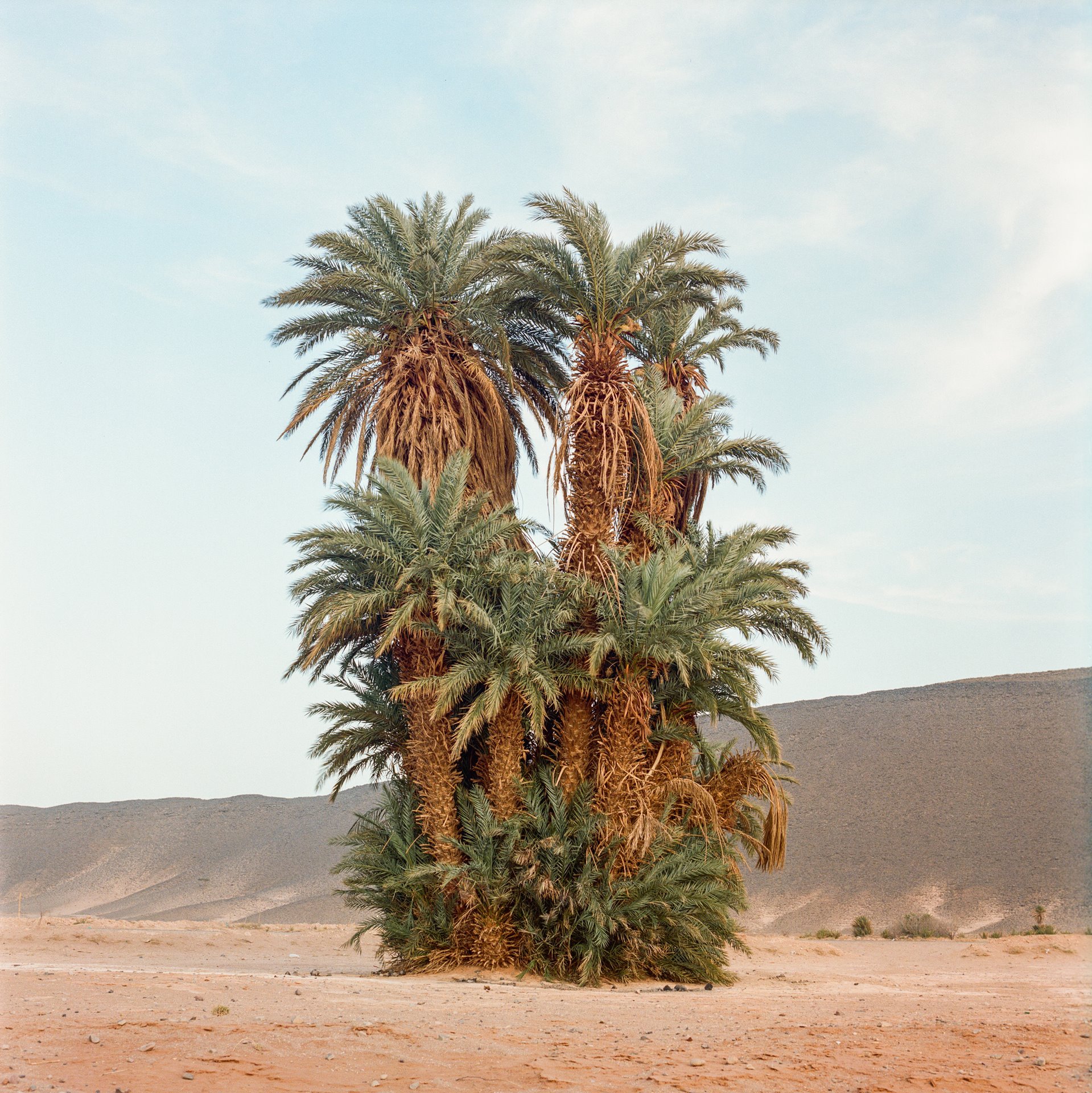 The last group of palm trees still standing in what used to be Tanseest Oasis, 15 kilometers from the town of Assa, in southern Morocco.