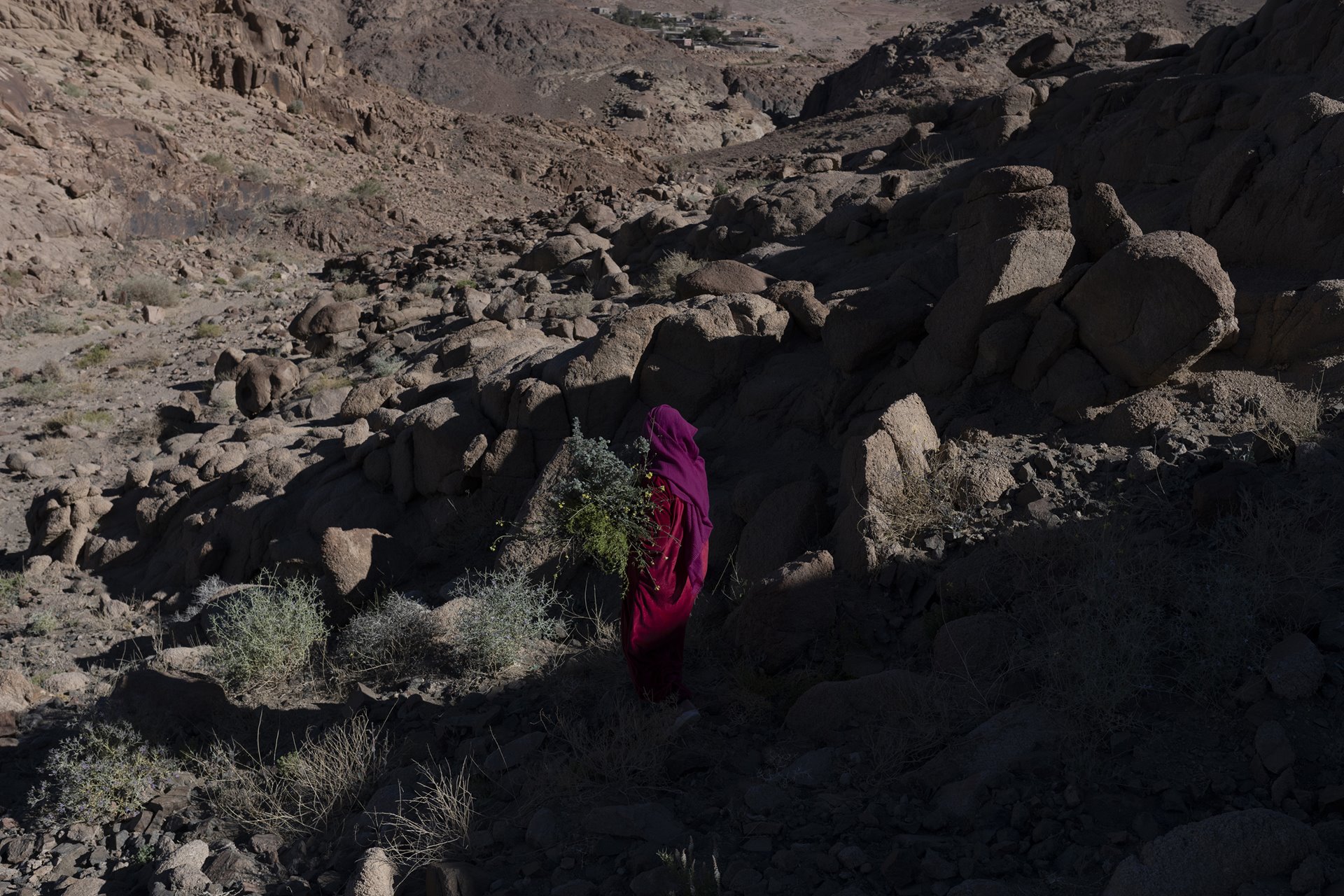 Yasmine (32) picks wild herbs as she walks through the valley near her home in Sheikh Awad village, South Sinai, Egypt. Yasmine was six months pregnant and walking with the village herd around the mountains of Gharba when the photographer met her almost seven years ago.