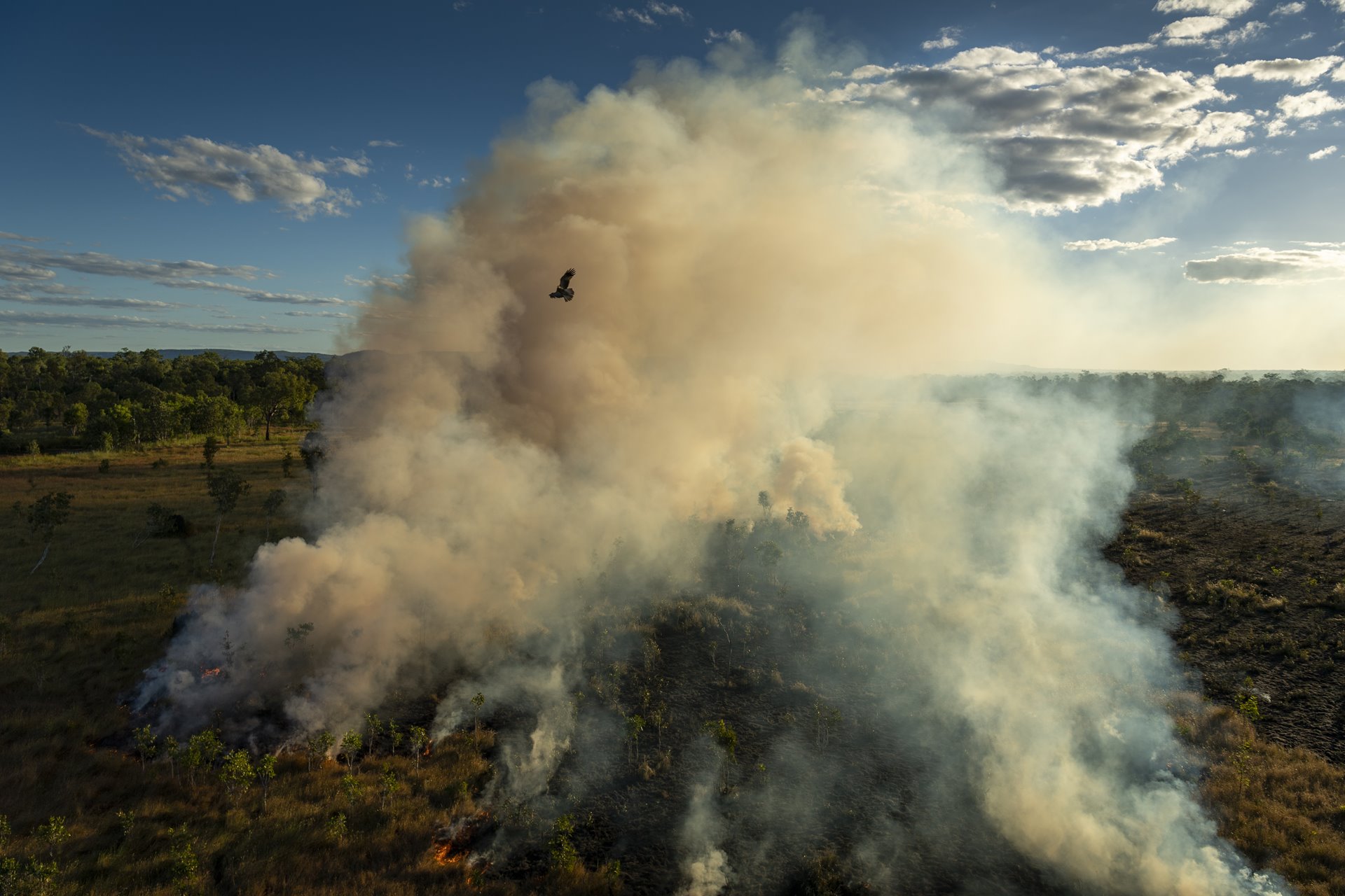 <p>A black kite (subspecies <i>Affinis</i> of <i>Milvus migrans</i>) flies above a cool-burn fire lit by hunters earlier in the day, in Mamadawerre, Arnhem Land, Australia. The raptor, also known as a firehawk, is native to Northern and Eastern Australia, and hunts near active fires, snatching up large insects, small mammals, and reptiles as they flee the flames.</p>
