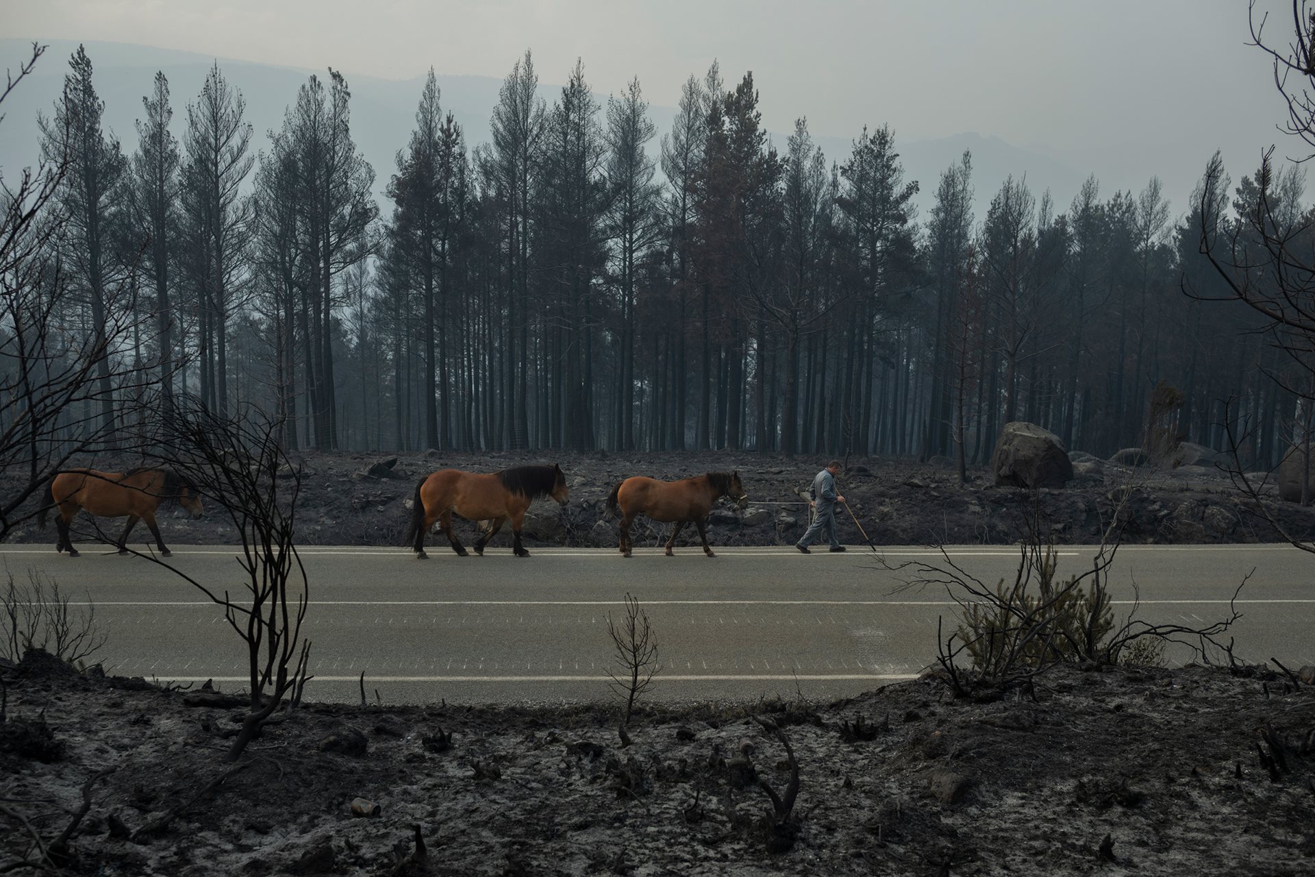 A livestock farmer leads his horses down from the mountain along a road after they were left without food following a wildfire in Manzaneda, Ourense, Galicia, Spain.