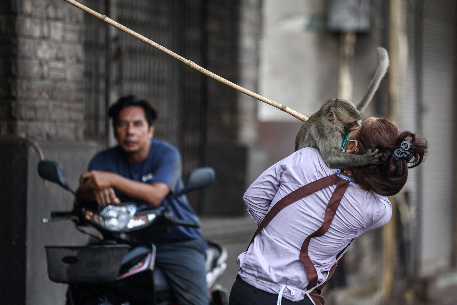 A long-tailed macaque attacks Lakkhana Pattanajan, who works in a shop opposite Phra Prang Sam Yot temple, in Lopburi, Thailand, some months before officials started capturing monkeys for sterilization.