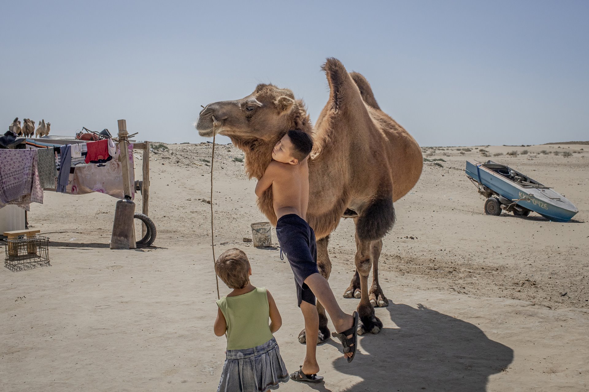 Aybergen Orazmagambetov (11) embraces the neck of a camel, in Akespe, Kazakhstan, on the northern tip of the Aral Sea. His family, like others in the village, makes a living by breeding camels on the dried seabed, and keeping a boat for fishing in what remains of the water. Sandstorms are forcing families away from the area to a new neighborhood even farther from the shore.