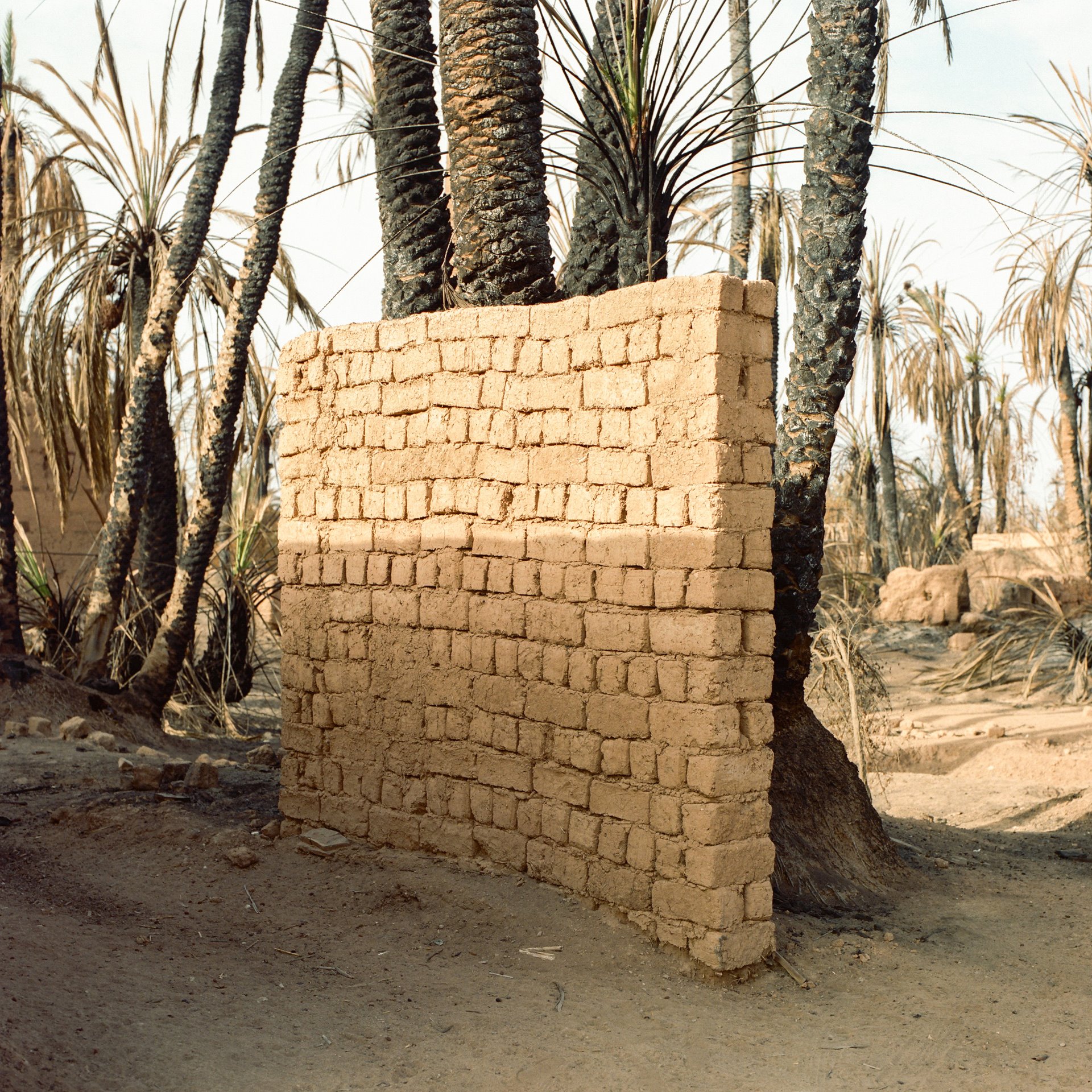 A <em>pisé </em>(rammed-earth) wall stands between palms in Tighmert Oasis, in southern Morocco. The ancient pisé technique is falling into disuse, as nowadays people prefer to use concrete blocks.