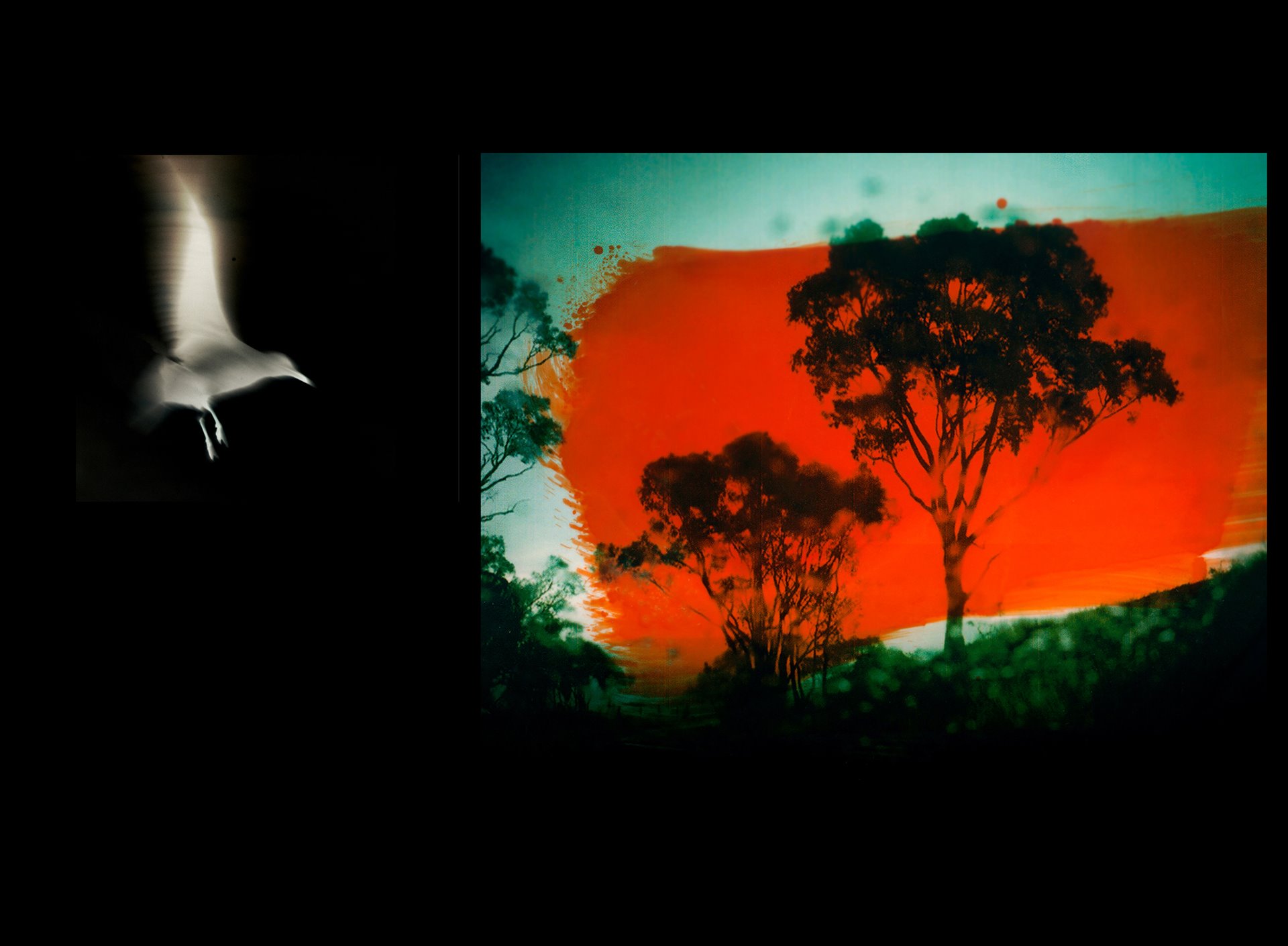 (Left) A bird flies over the Australian landscape after a wildfire. (Right) A photograph taken near Callala Bay (Jerrinja and Wandi Wandian Country), printed then brushed with ink by the photographer.&nbsp;