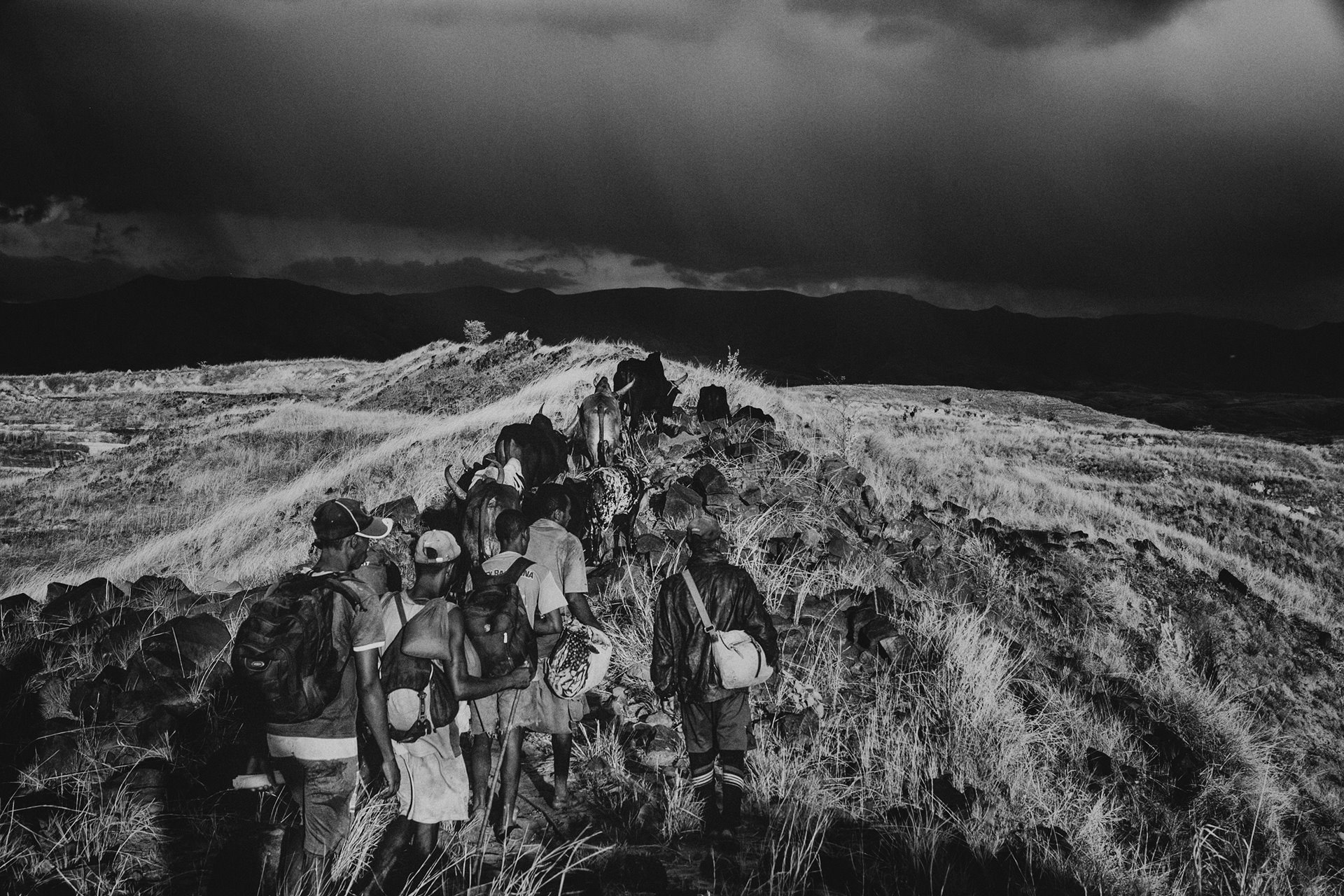 <p>Louis Kasay, a prominent zebu breeder, along with eight of his herdsmen and thirteen zebu, descend the eastern slope of the Tsingy Plateau in Bemaraha, Madagascar, on their ten-day walk to the zebu market in Tsiroanomandidy.</p>
