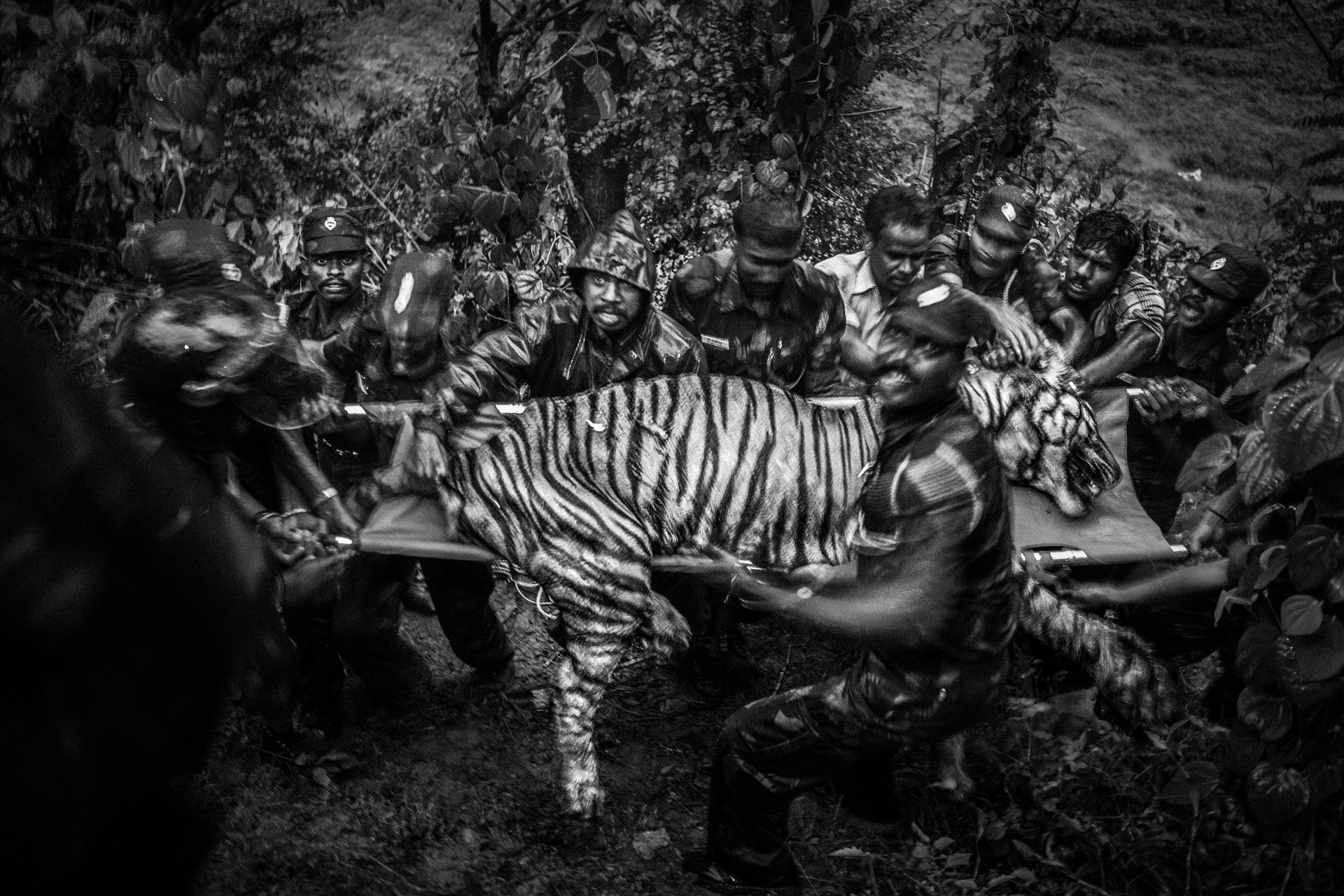 <p>A ten-year-old male tiger lies tranquilized as it is shifted to a cage to be removed, after entering a village and killing cattle, close to the town of Valparai, near the Anamalai Tiger Reserve, Tamil Nadu, India. Valparai, where large parts of forest have been cleared to make way for tea plantations, is a high human-animal conflict zone.</p>
