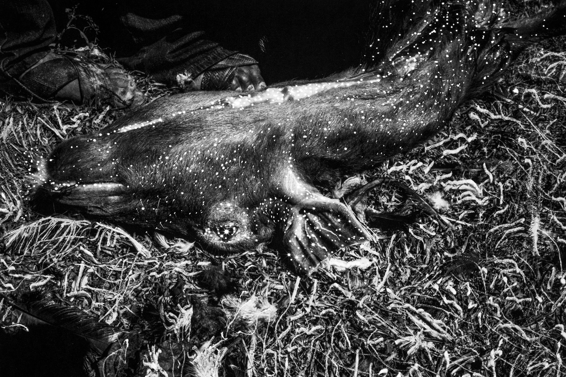 An animal sacrifice in Cochoapa el Grande, Guerrero, Mexico. Indigenous communities in Guerrero still perform pre-Hispanic ceremonies, in which blood and rain are seen as sacred.&nbsp;