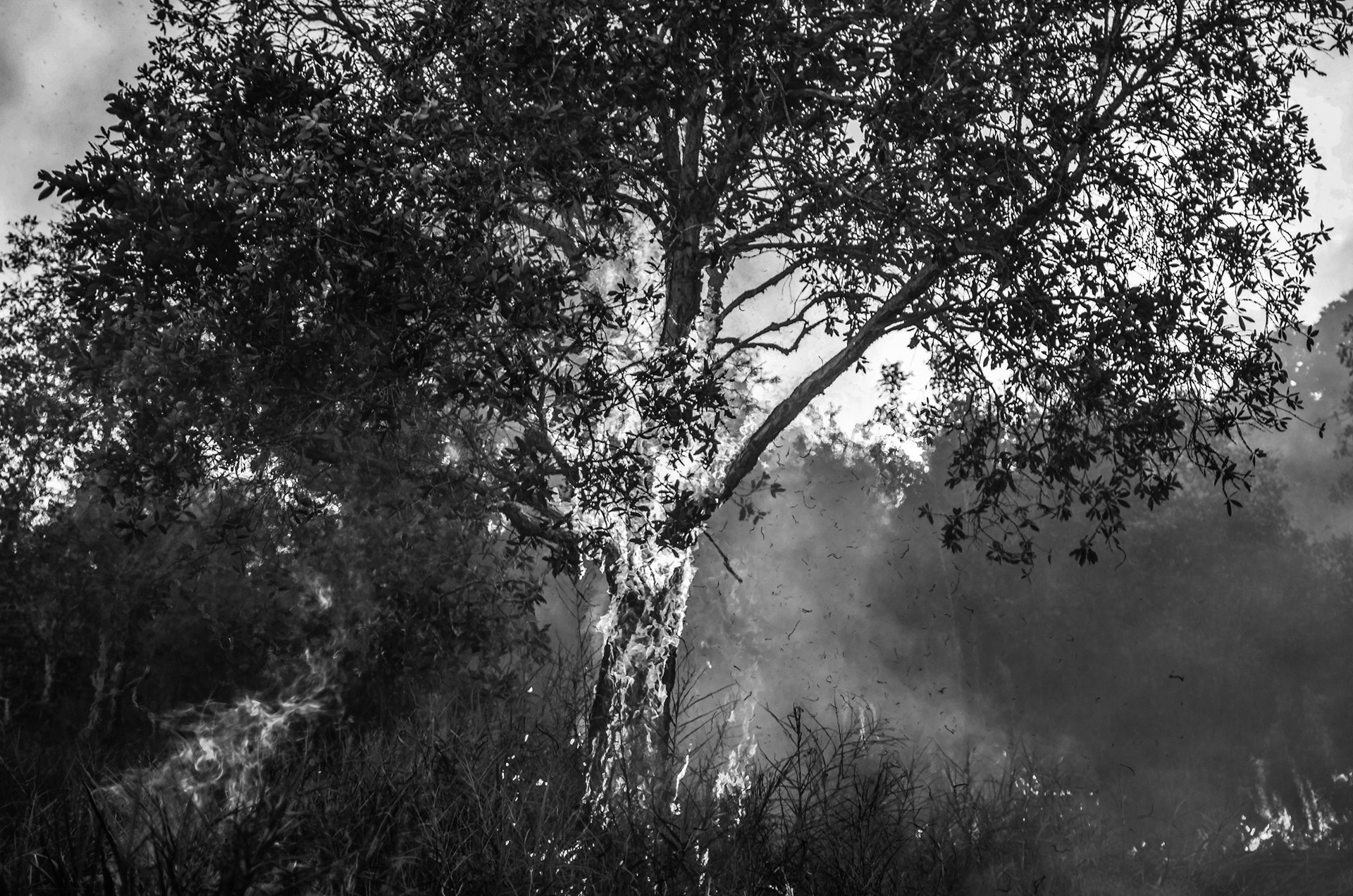 A tree is engulfed in flames during a wildfire in Ogan Ilir, South Sumatra, Indonesia.